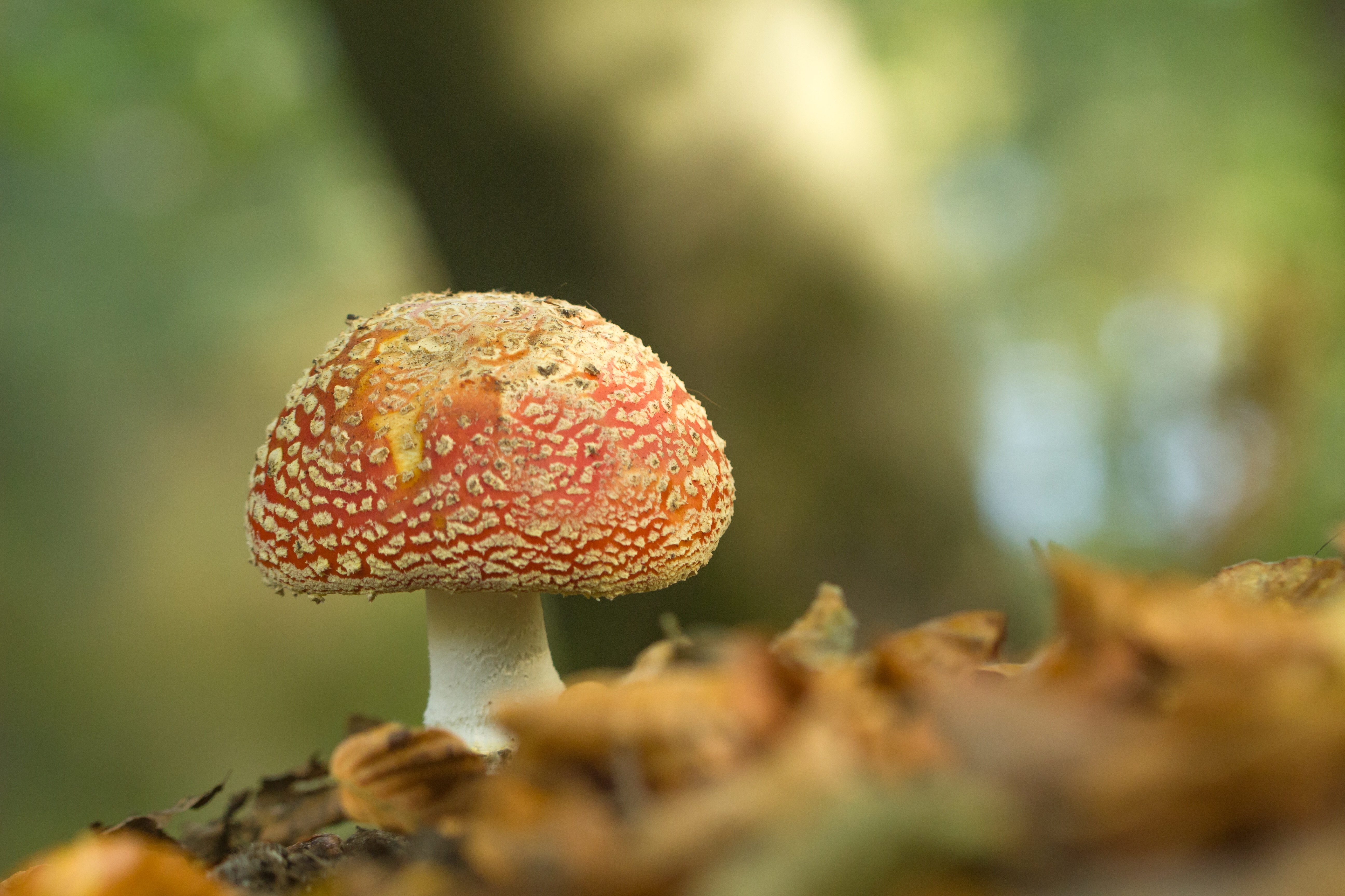 op-een-grote-paddenstoel