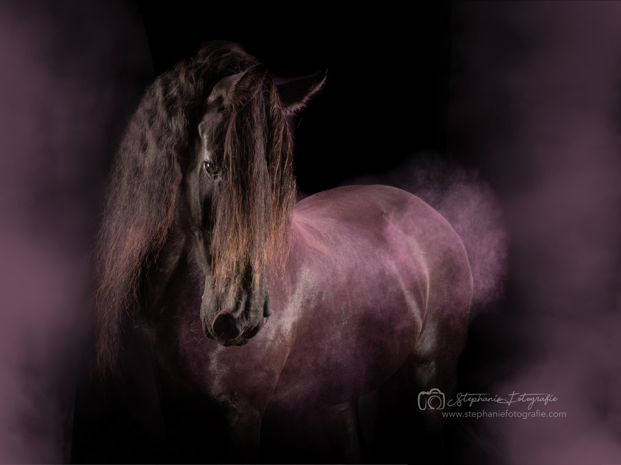 fries-paard-met-kleurpoeder-in-studio-setting