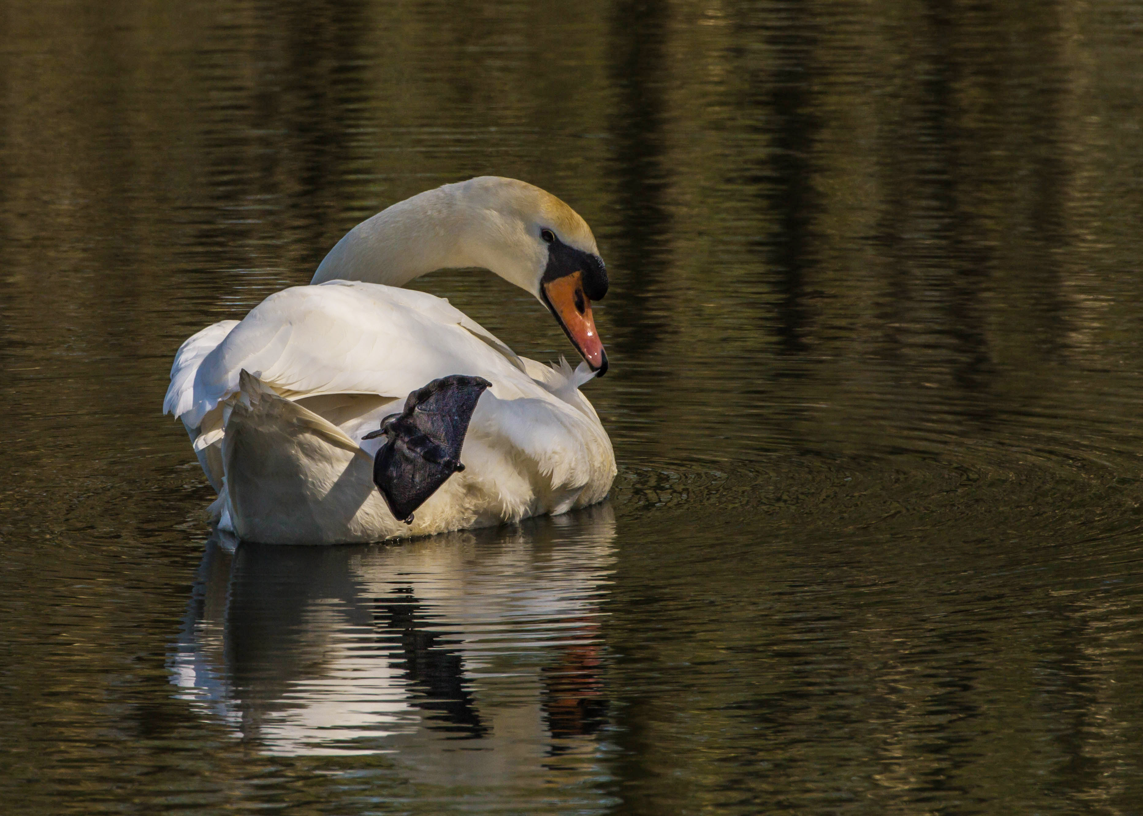 poetsende-knobbelzwaan-man