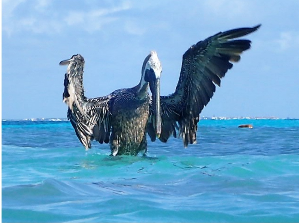opstijgende-pelikaan-mexico