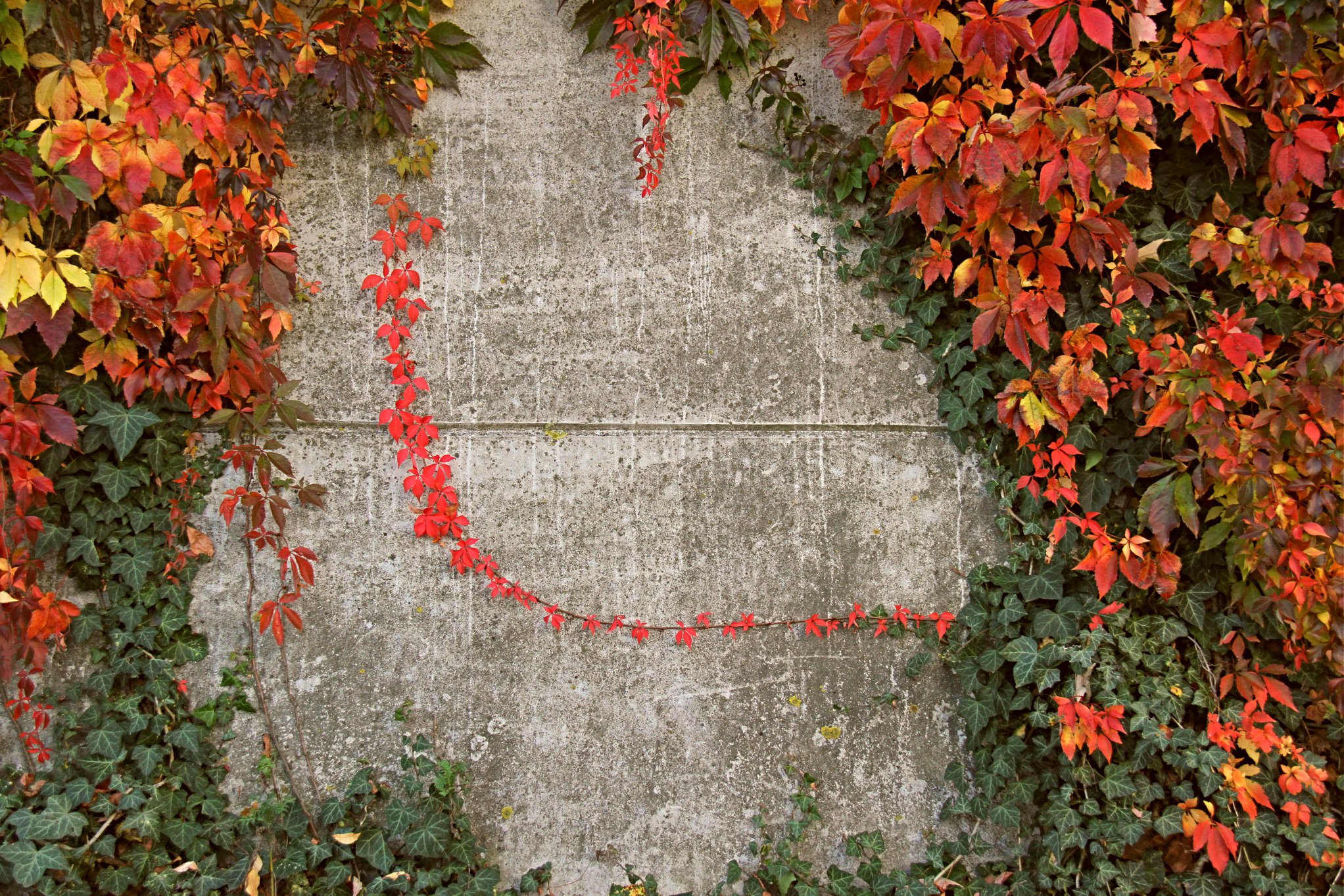 klimop-in-herfsttooi