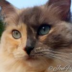 reiger-bekijkt-zijn-spiegelbeeld