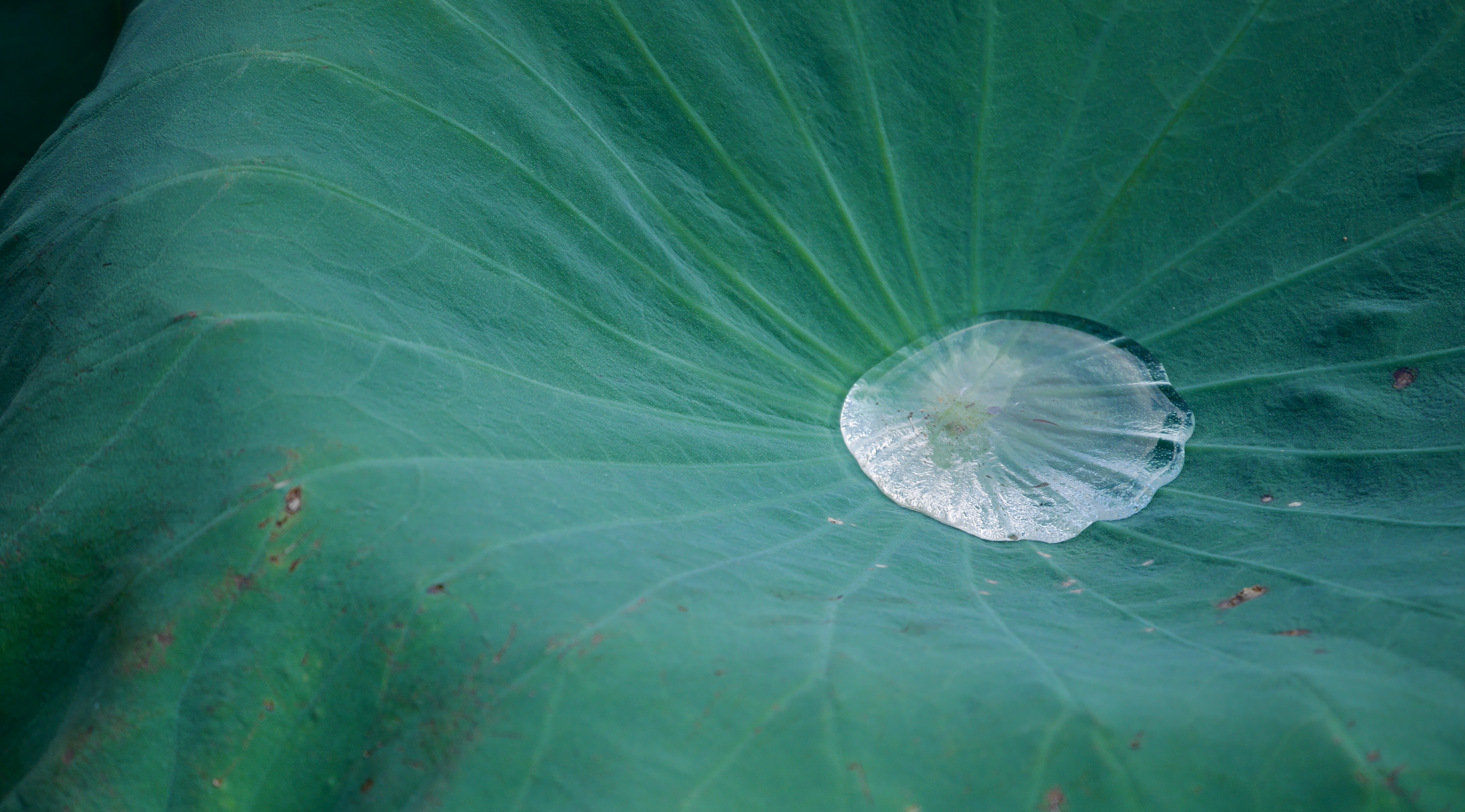 een-schat-in-een-lotusblad