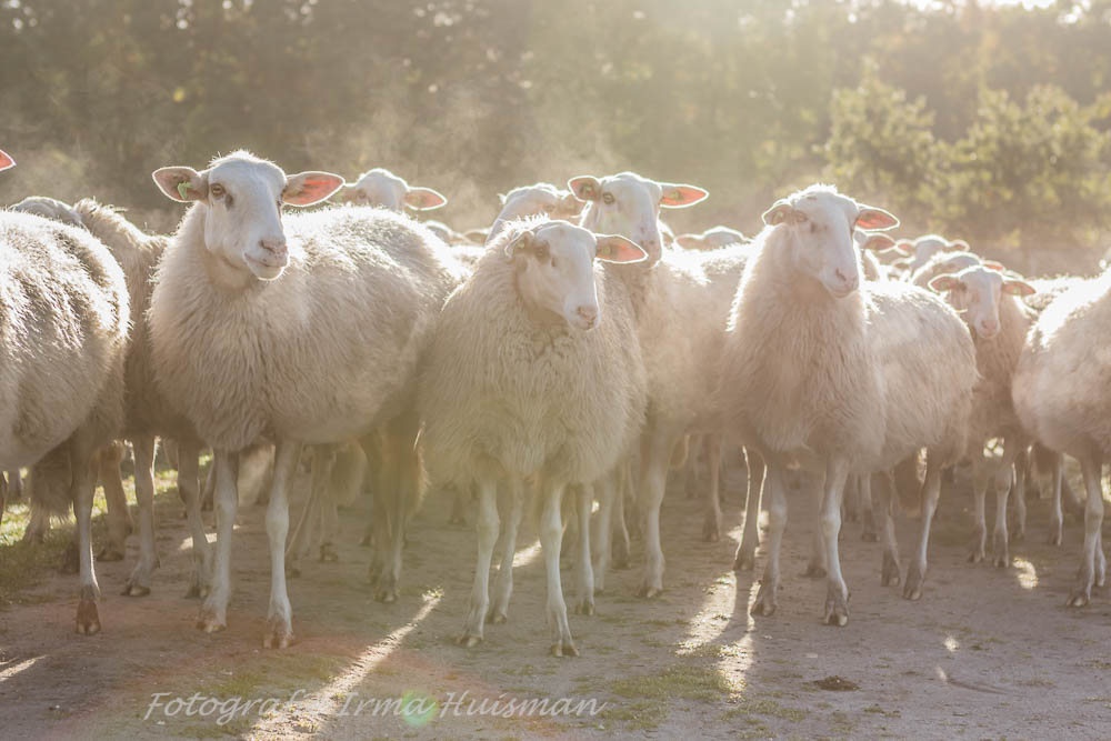 schapen-met-tegenlicht