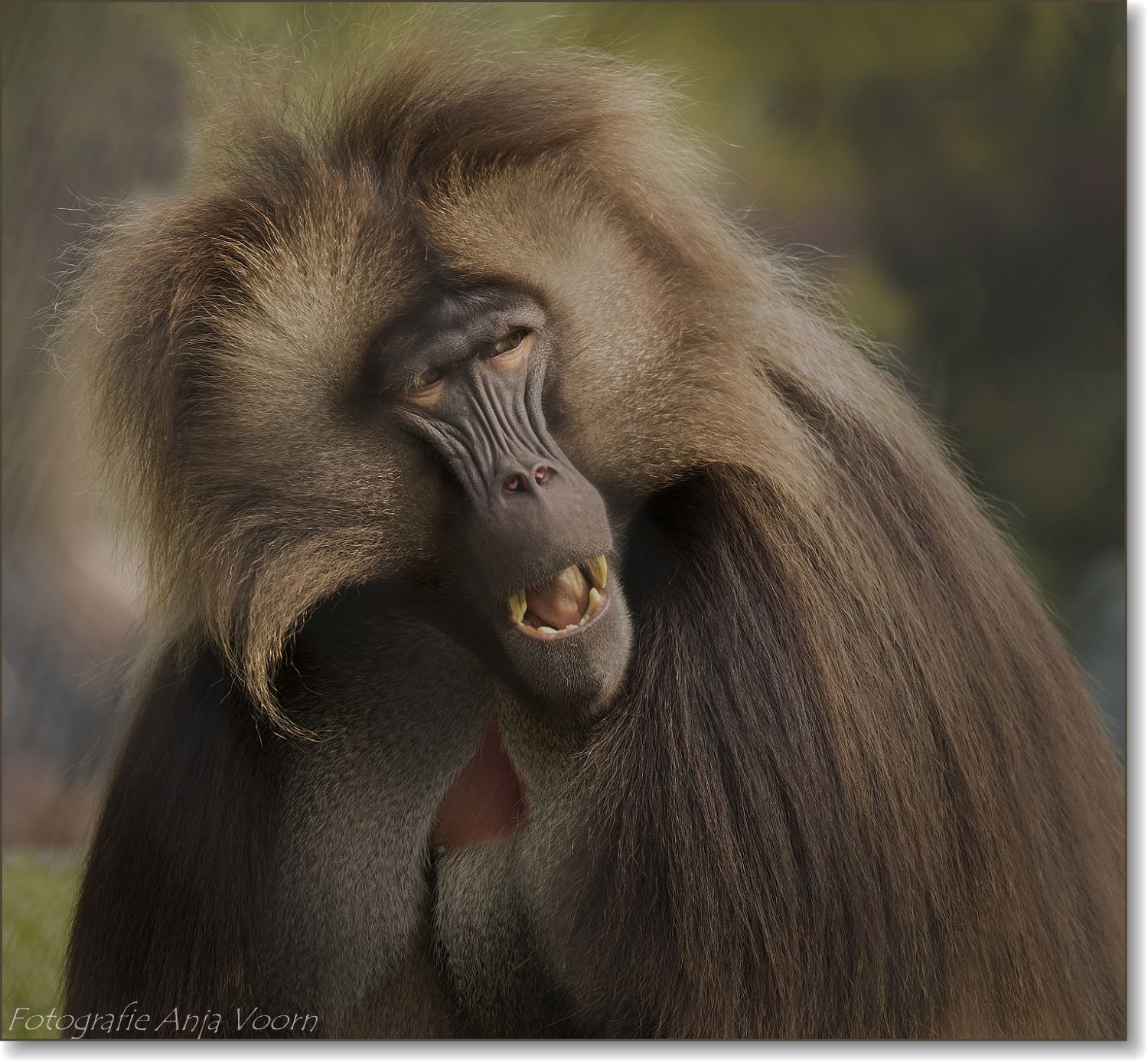 galada-aap-mannetje-0