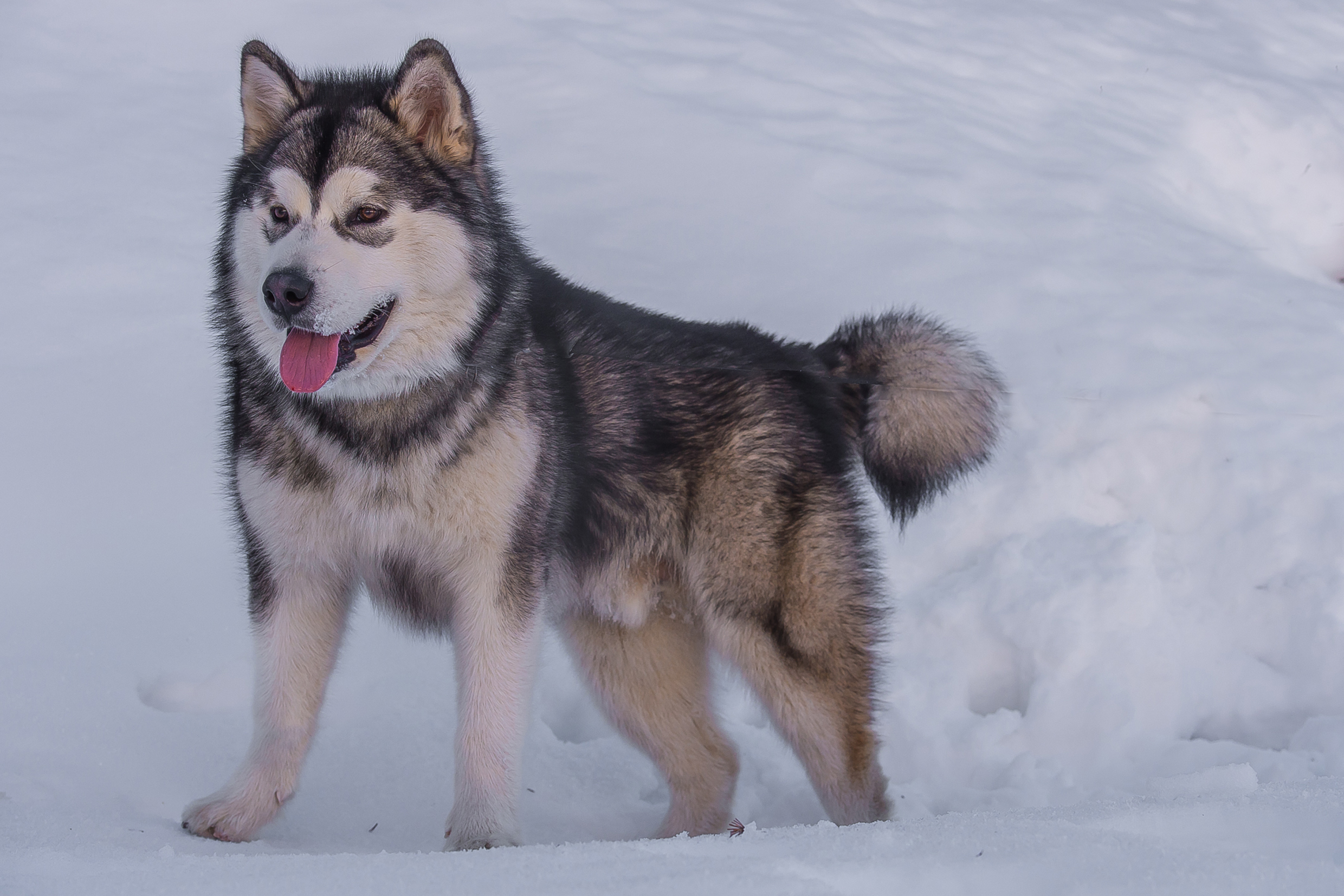 indy-op-sneeuwvakantie