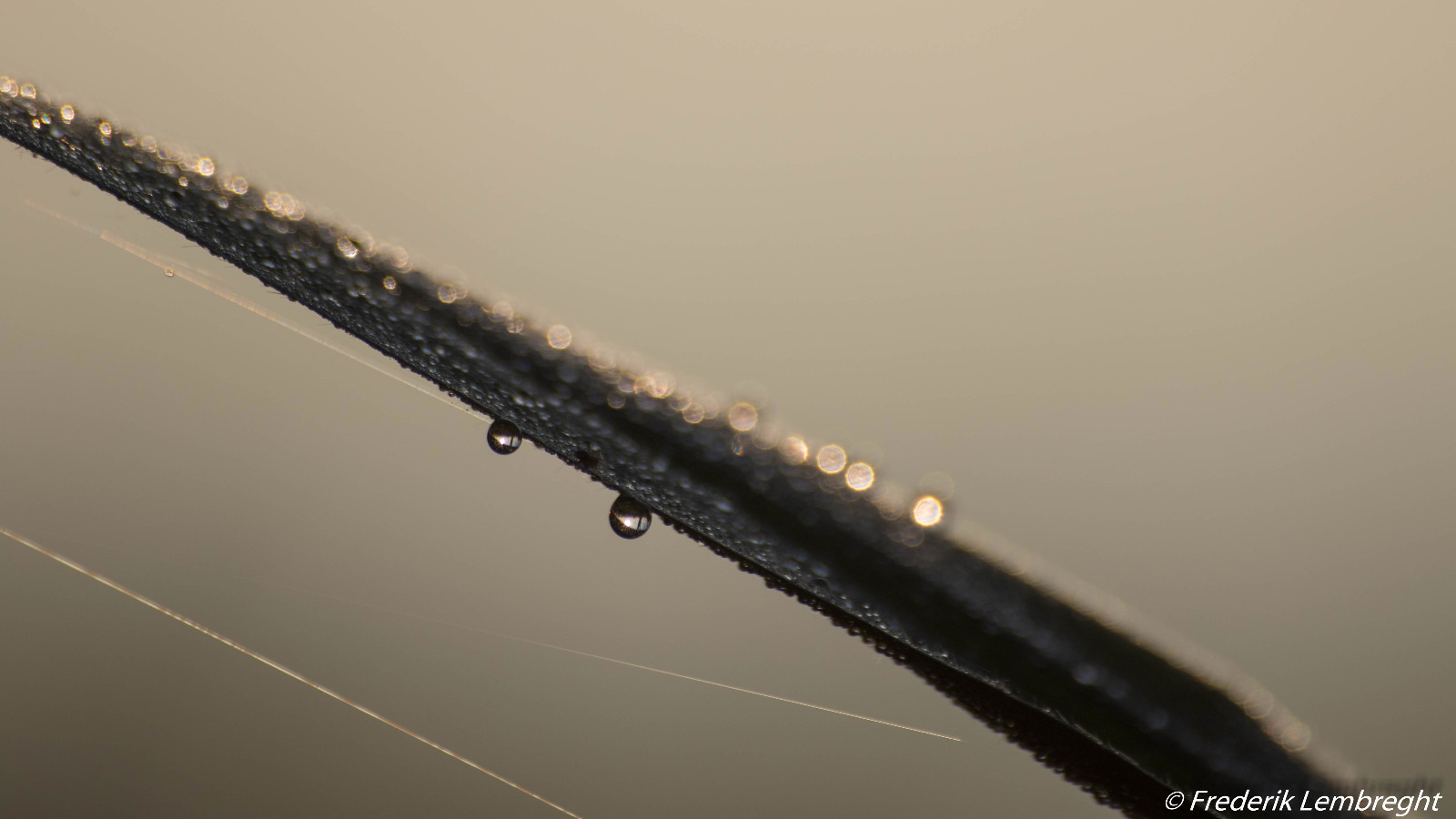 drops-of-morning-dew