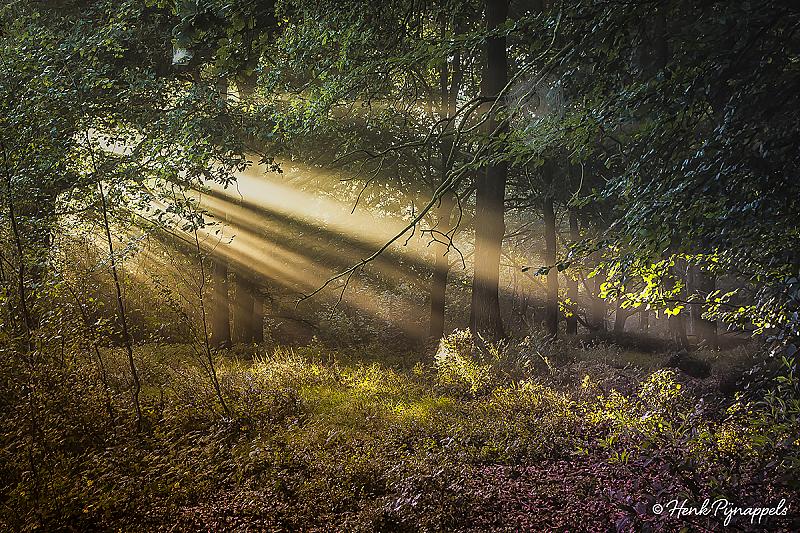 fairytale-forest