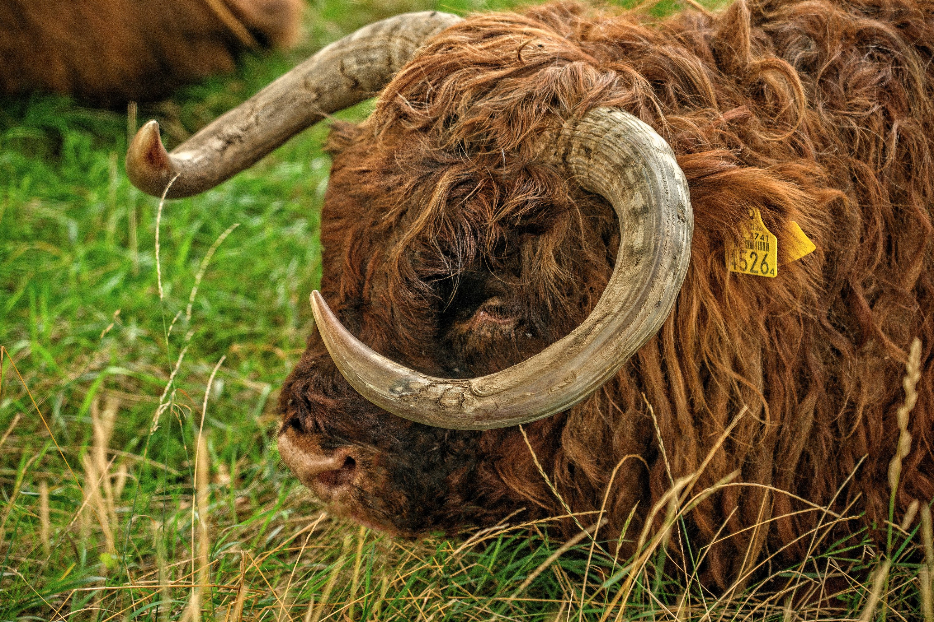 schotse-hooglander-3