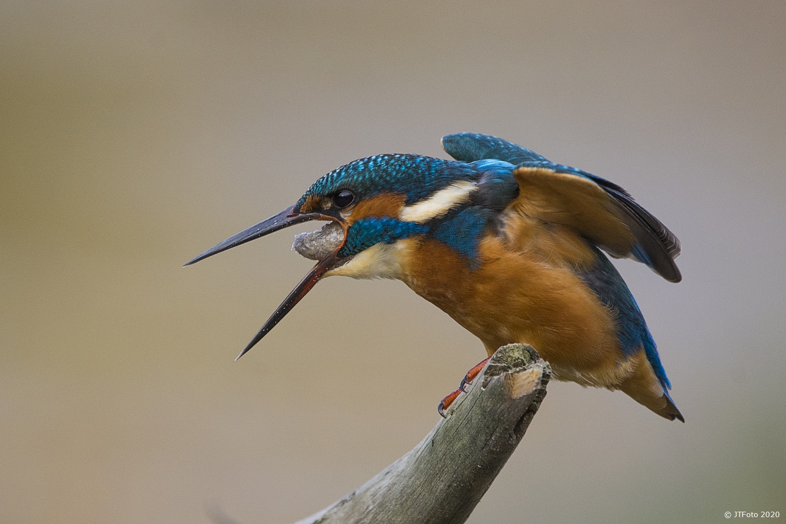 ijsvogel-uitbraken-braakballetjes