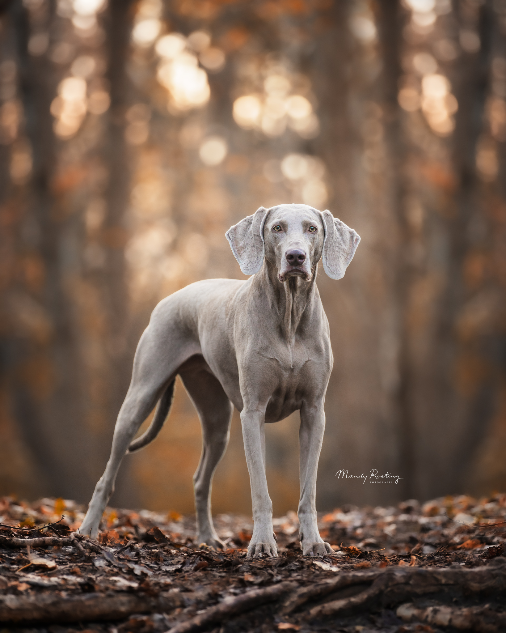 belle-in-het-herfst-bos