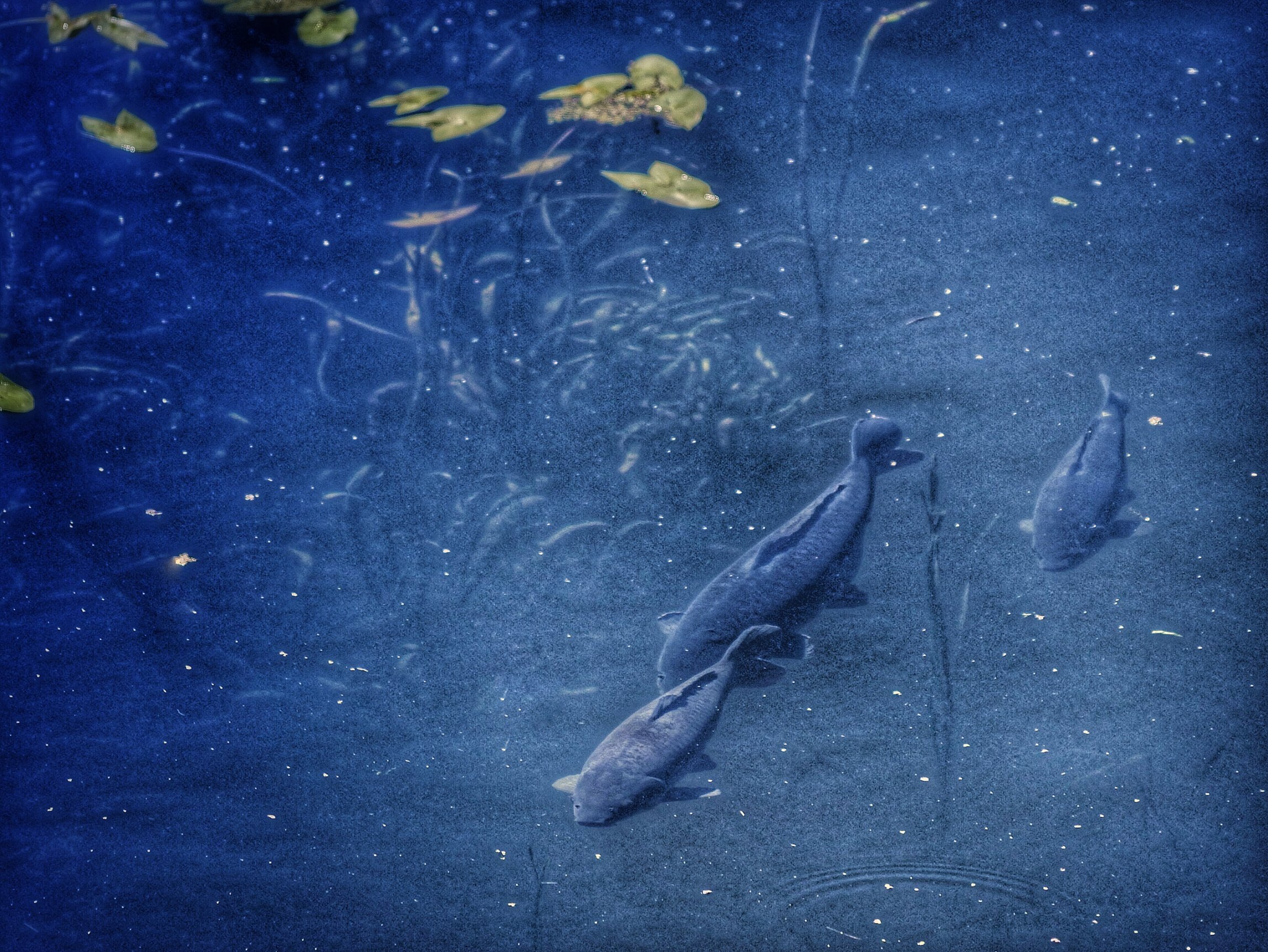 %E2%80%98hokusai%E2%80%99