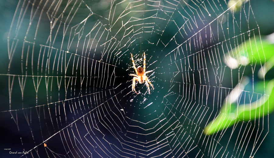 een-herfst-spin-en-het-tegenlicht-zonnetje
