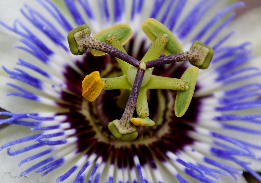het-hart-van-een-passiebloem