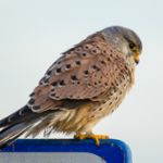 zonsopgang-in-het-water