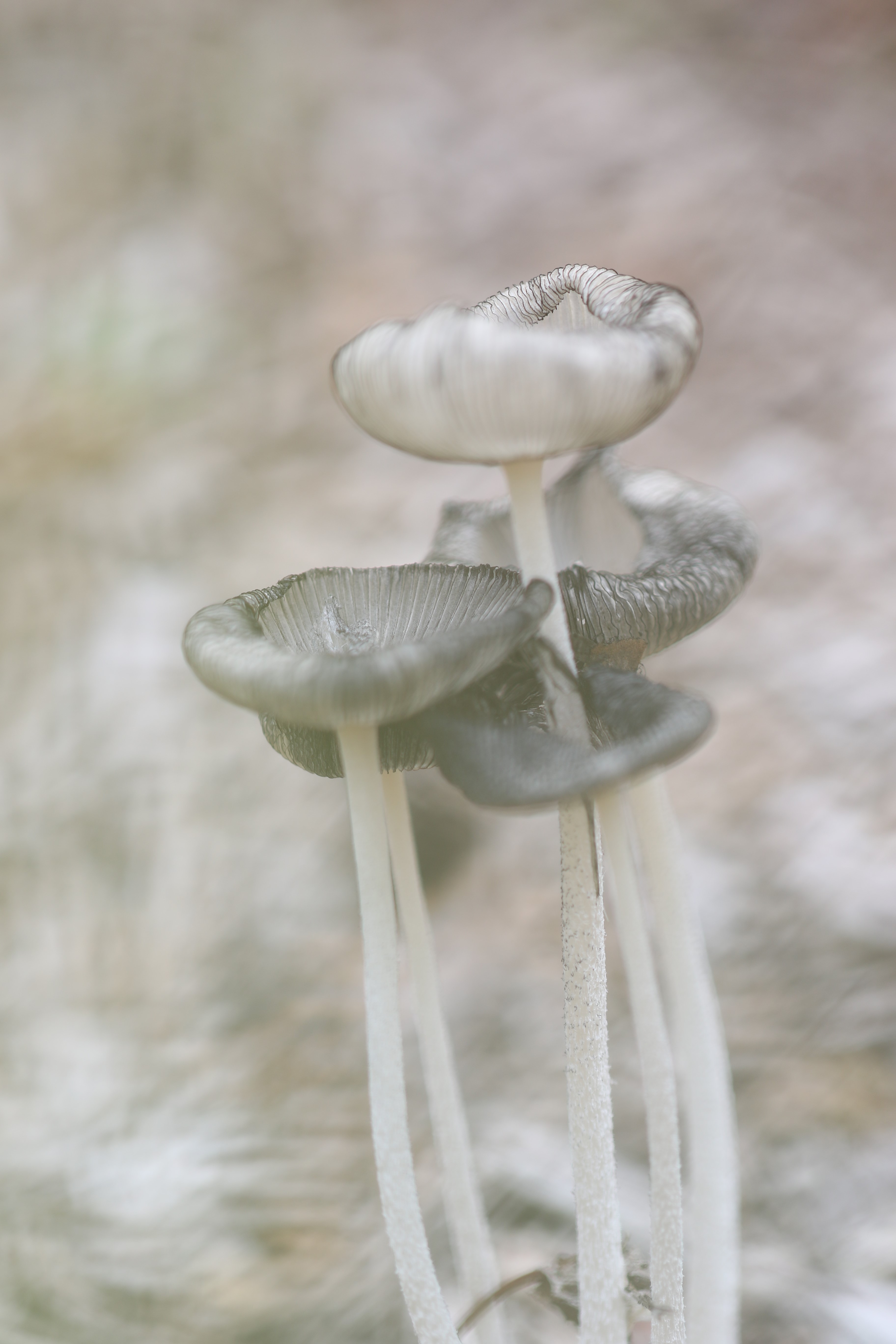 paddenstoelen-3