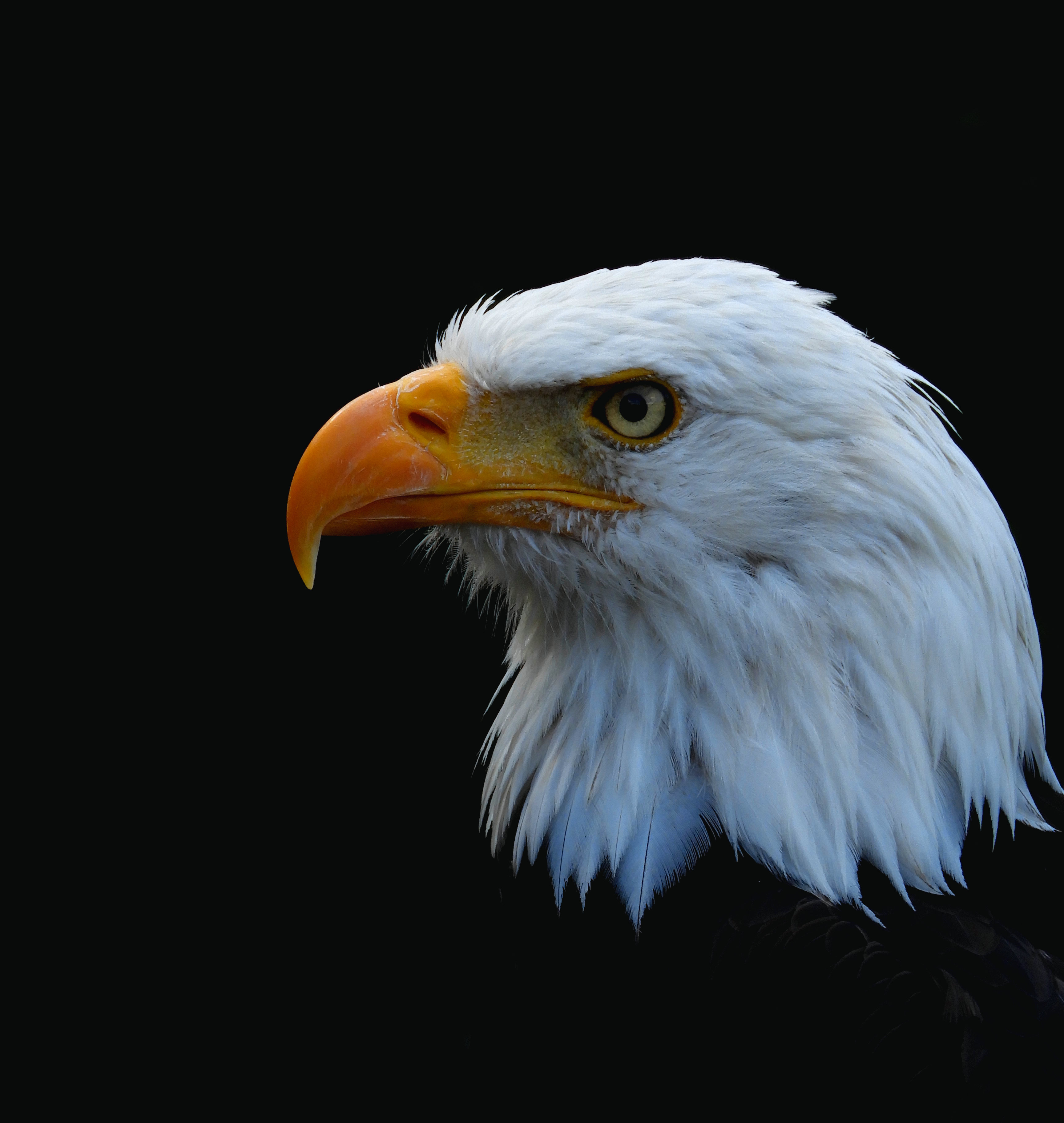 amerikaanse-zeearend