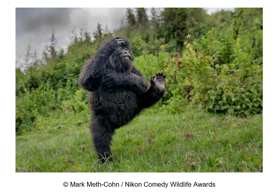 winnaars-nikon-comedy-wildlife-awards-2025-bekendgemaakt
