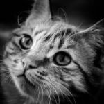 vliegen-over-het-water