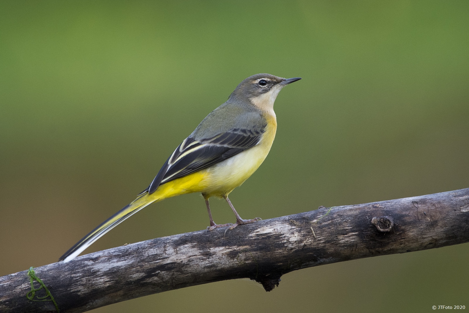 grote-gele-kwikstaart-1