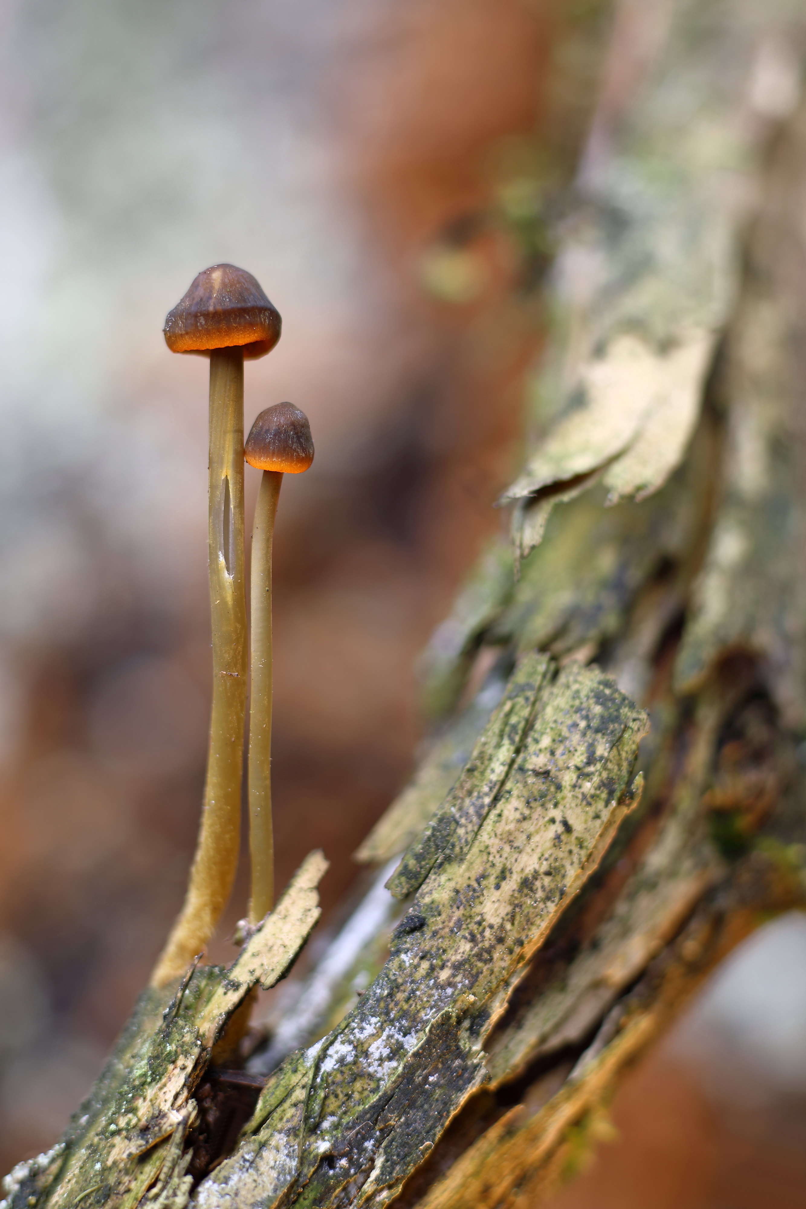 prachtmycena