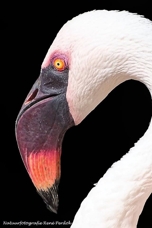 flamingo-0