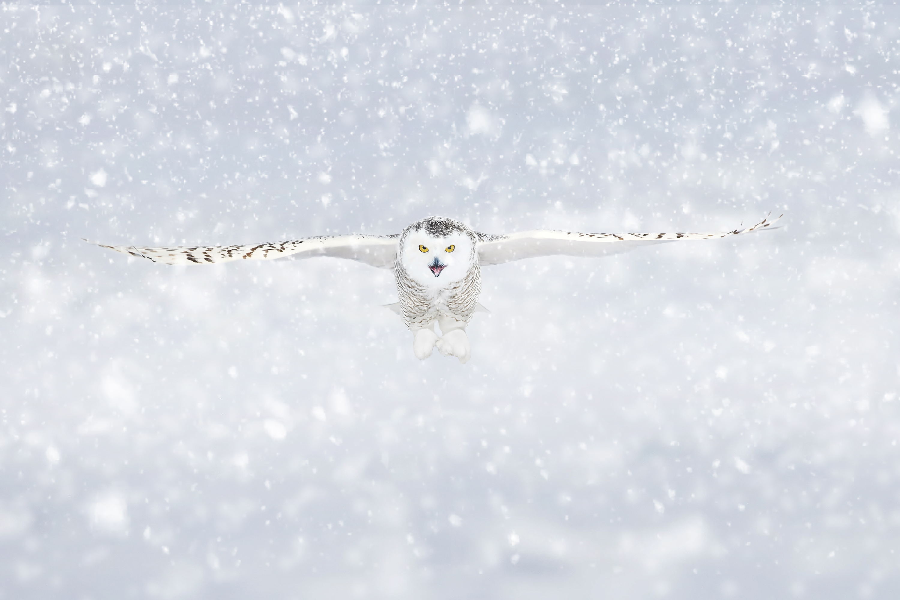 sneeuwuil-in-de-storm