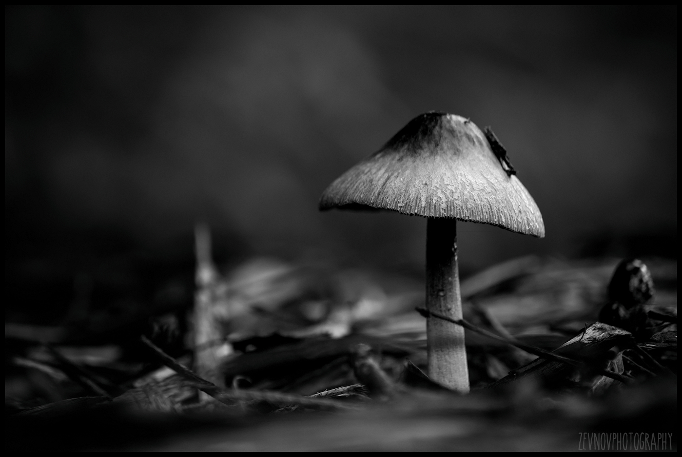 grote-kale-inktzwam-coprinopsis-atramentaria