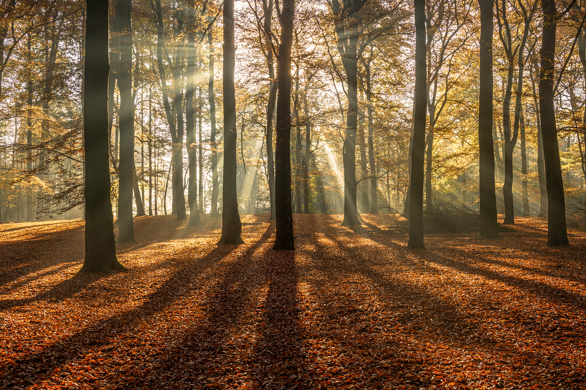 herfstbos-komt-tot-leven
