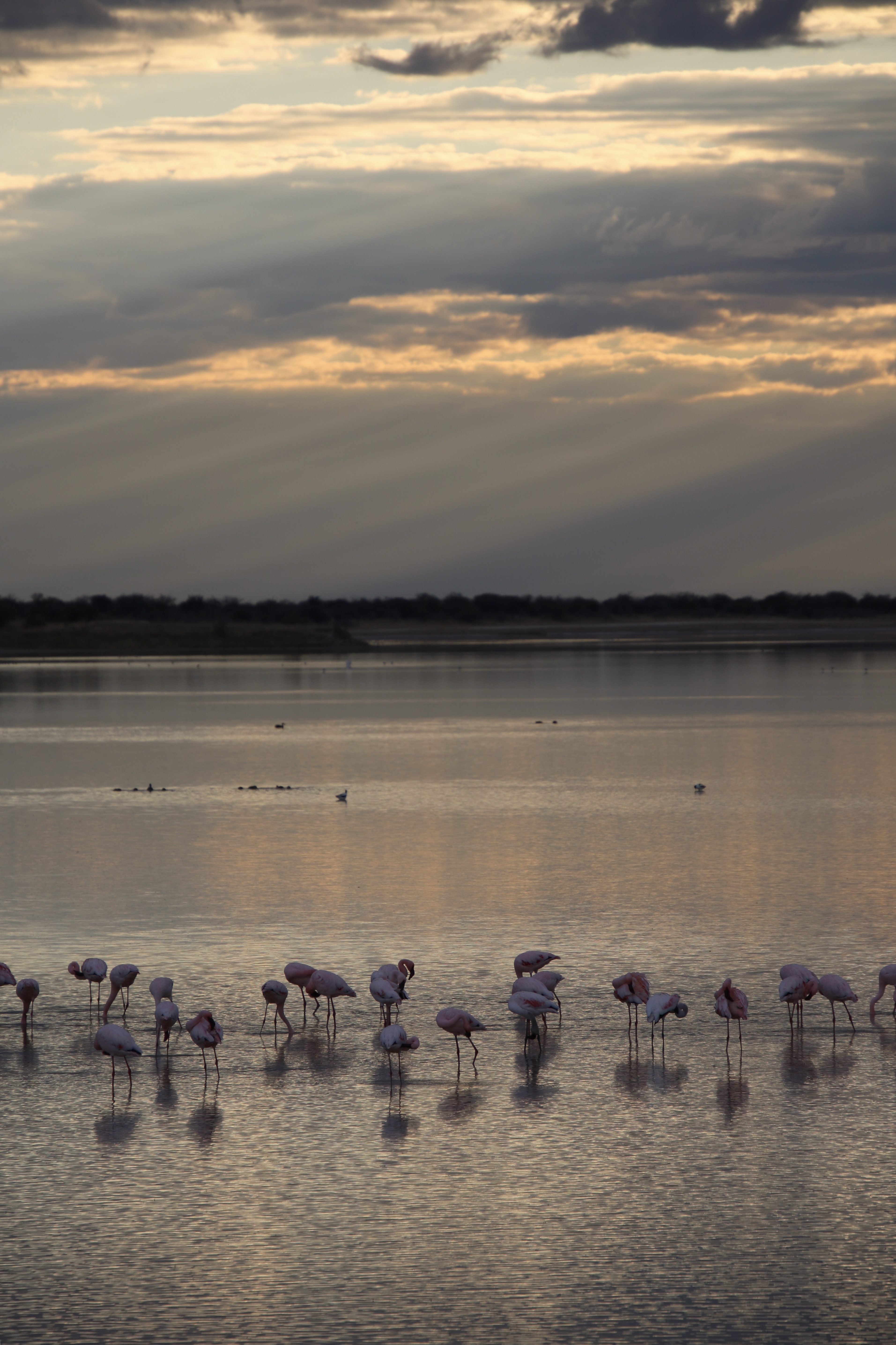 sunrise-etosha-namibie-flamingo%E2%80%99s-in-het-water