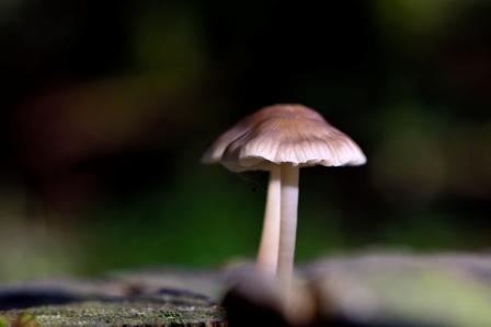 verstopte-paddenstoel