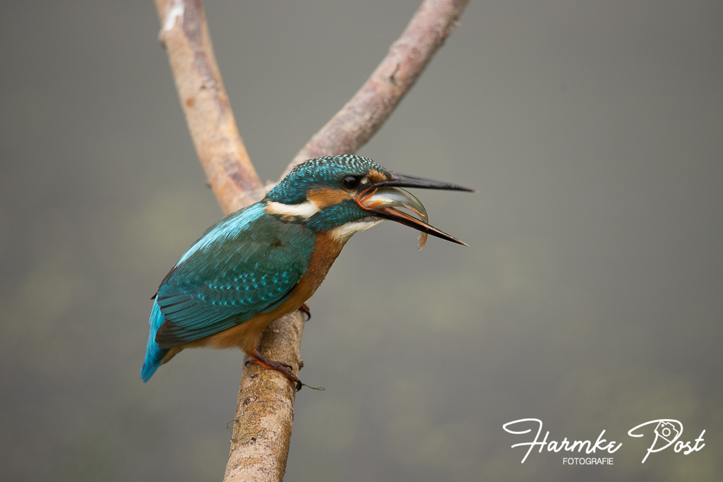 vers-visje-voor-de-ijsvogel