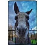 windsurfers-st-malo-france