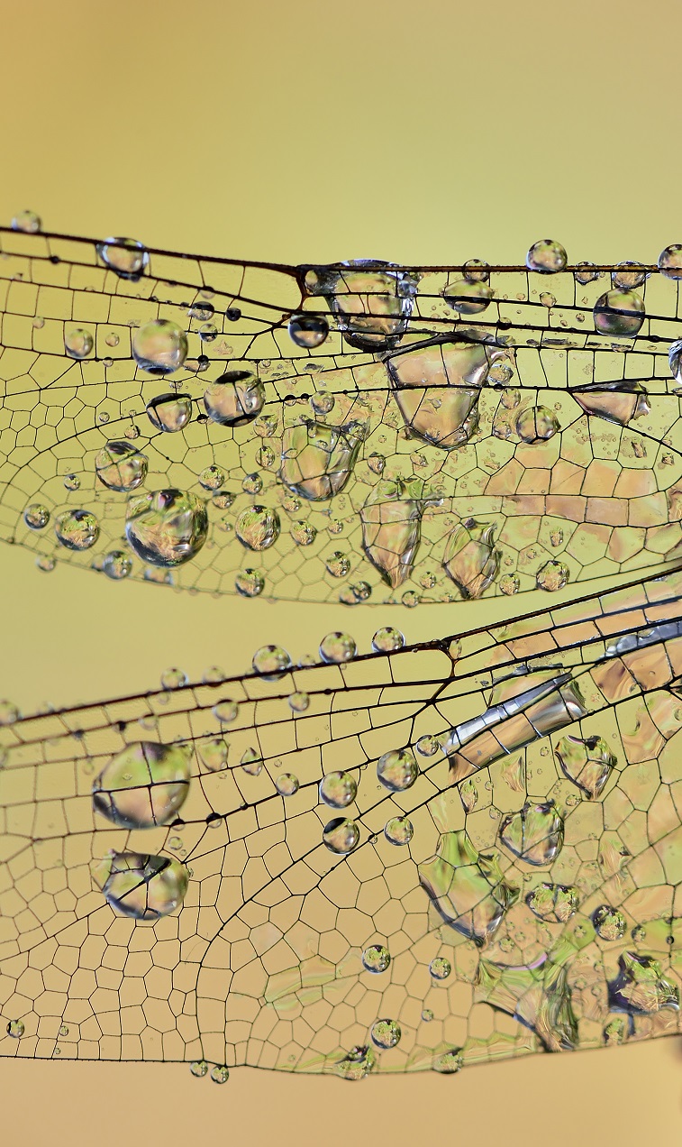 dauw-water-op-een-libel