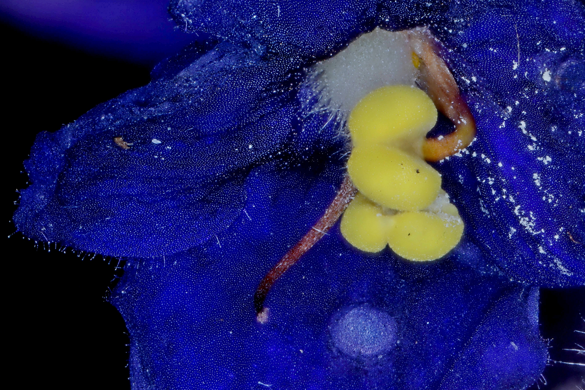 vruchtbeginsel-kaaps-viooltje-micro-21