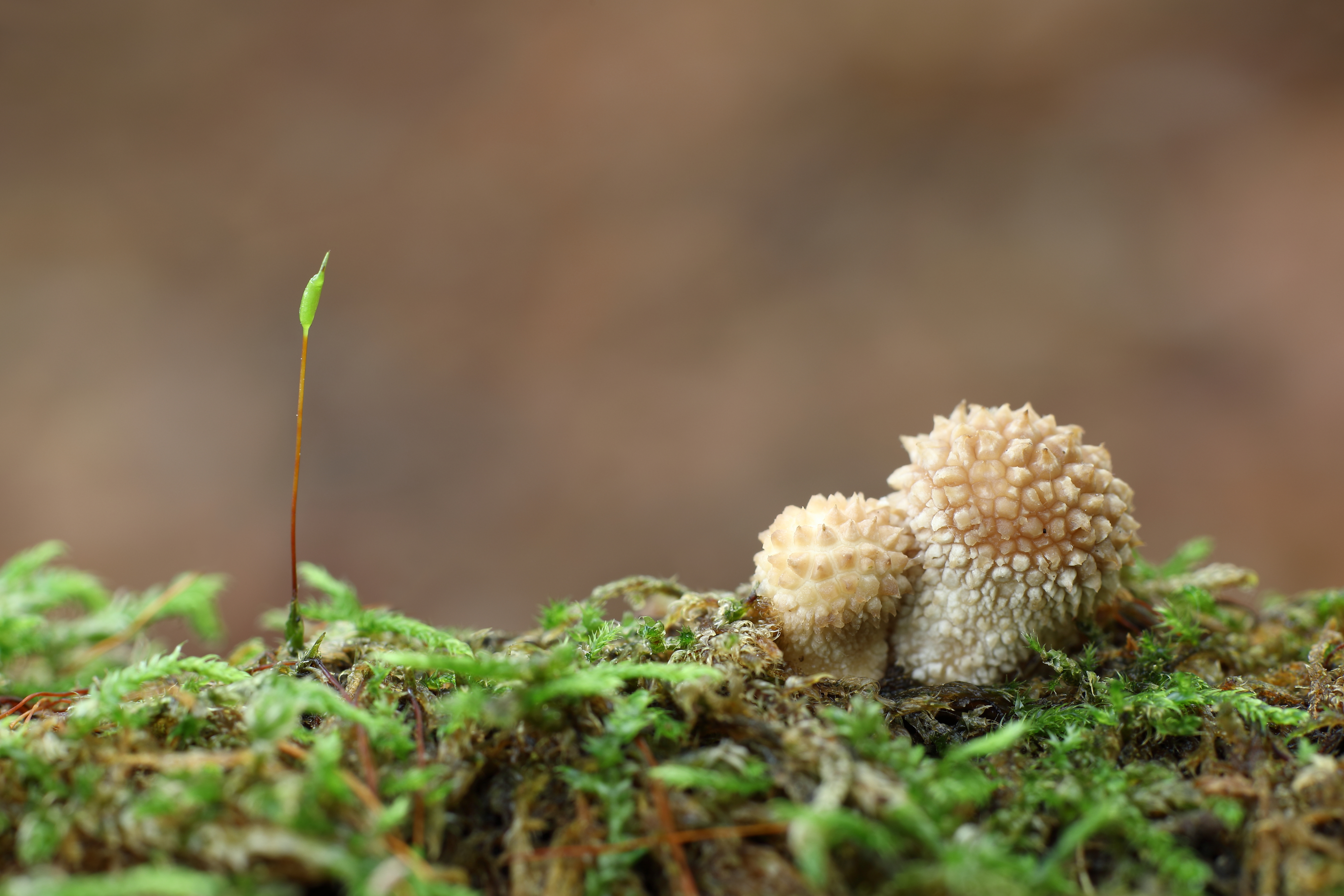 parelstuifzwam-met-beekmos