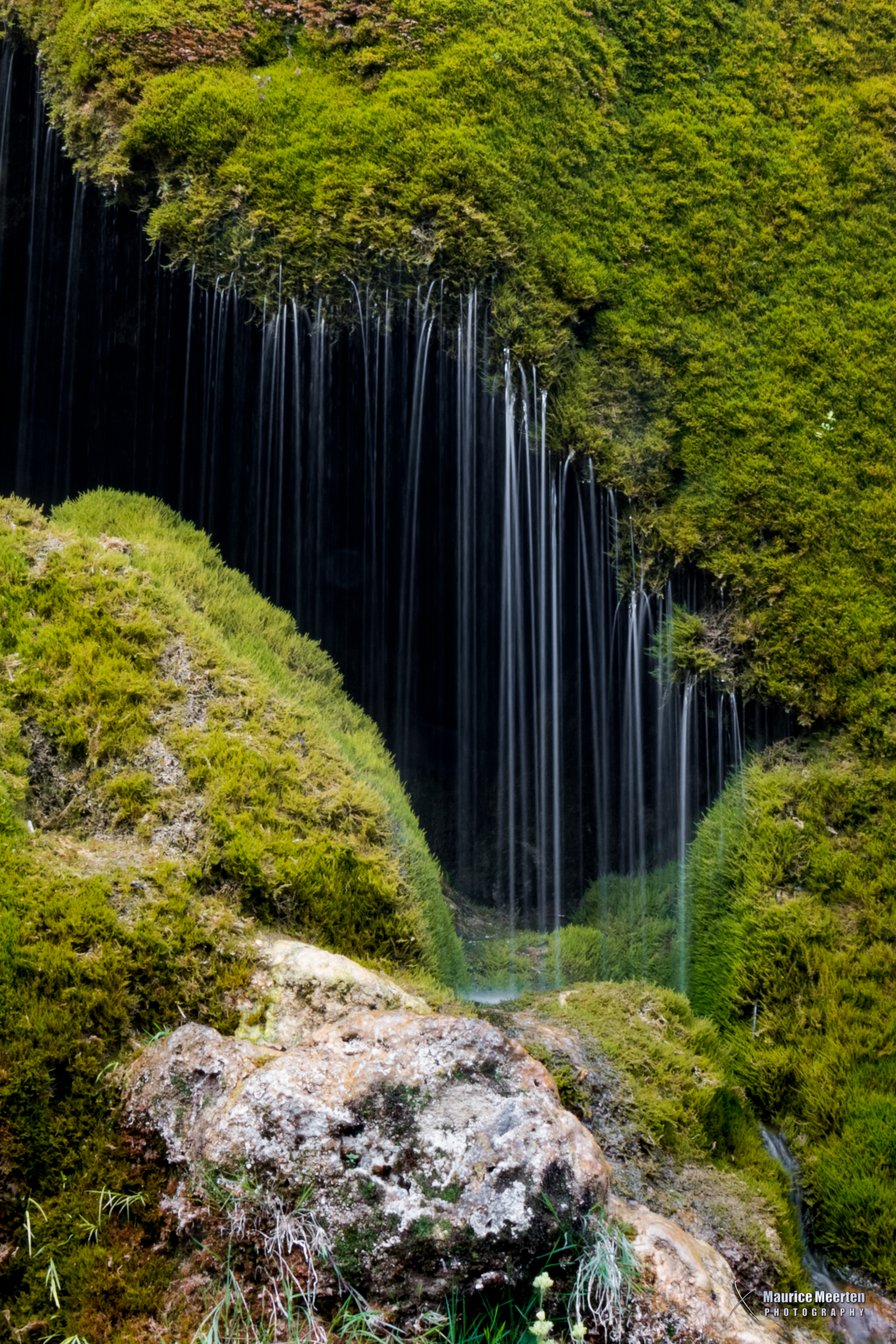 druipend-water-uit-het-mos