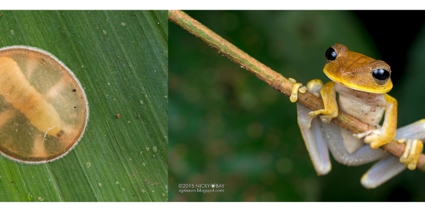 macrofotografie-in-de-amazone