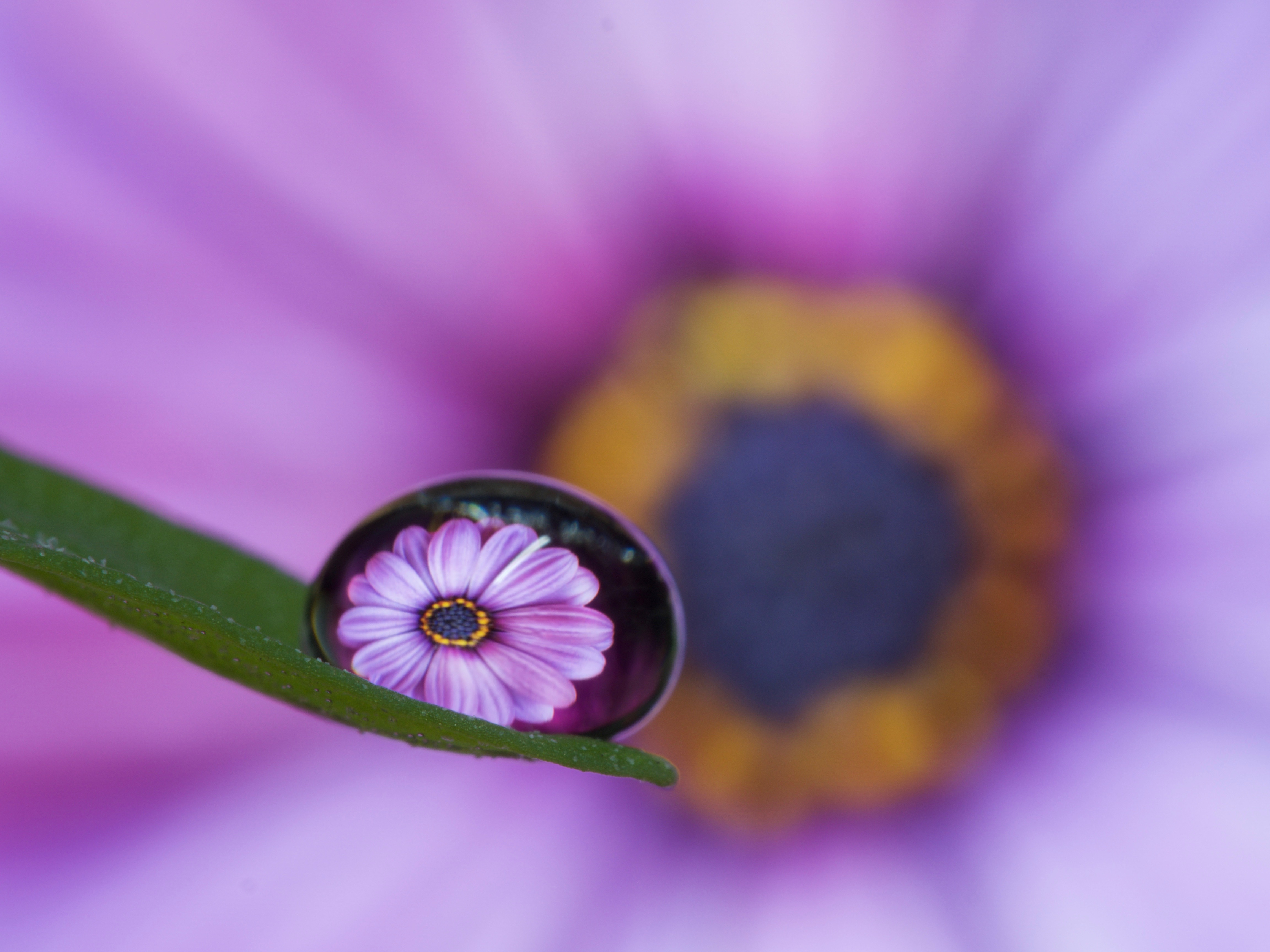 bloem-gevangen-in-een-waterdruppel