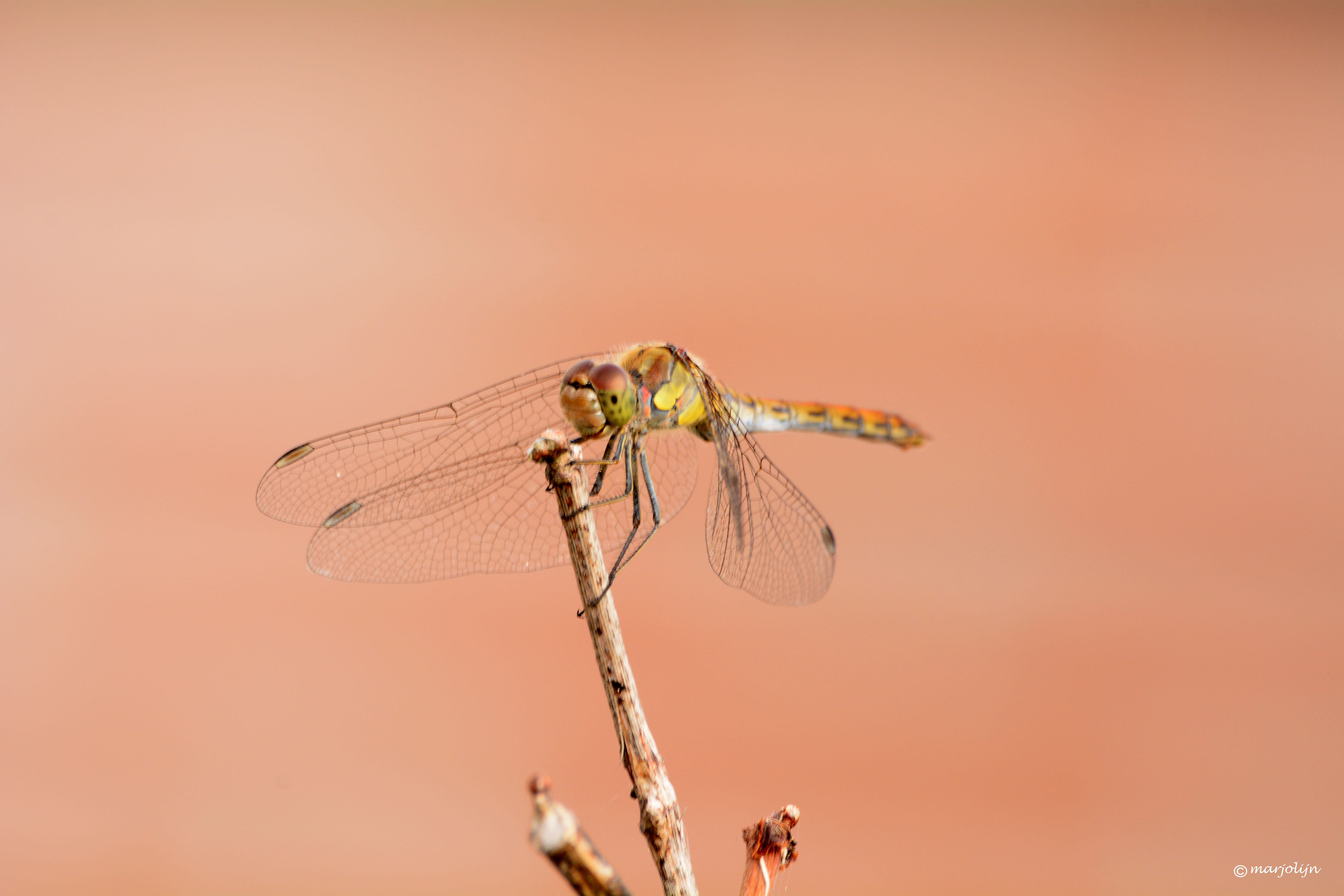 wonderfull-visitor-in-my-garden