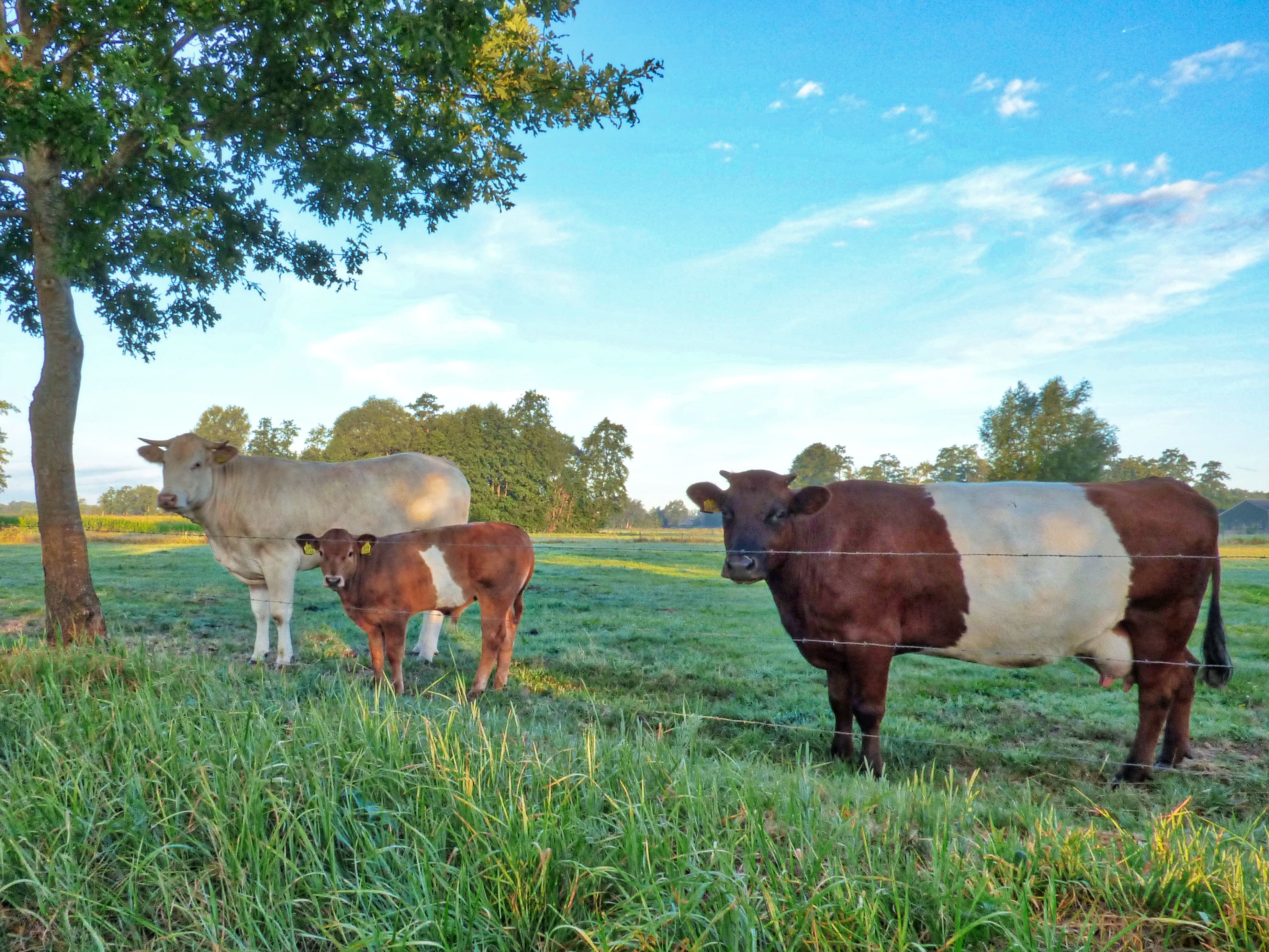 earley-in-the-morning