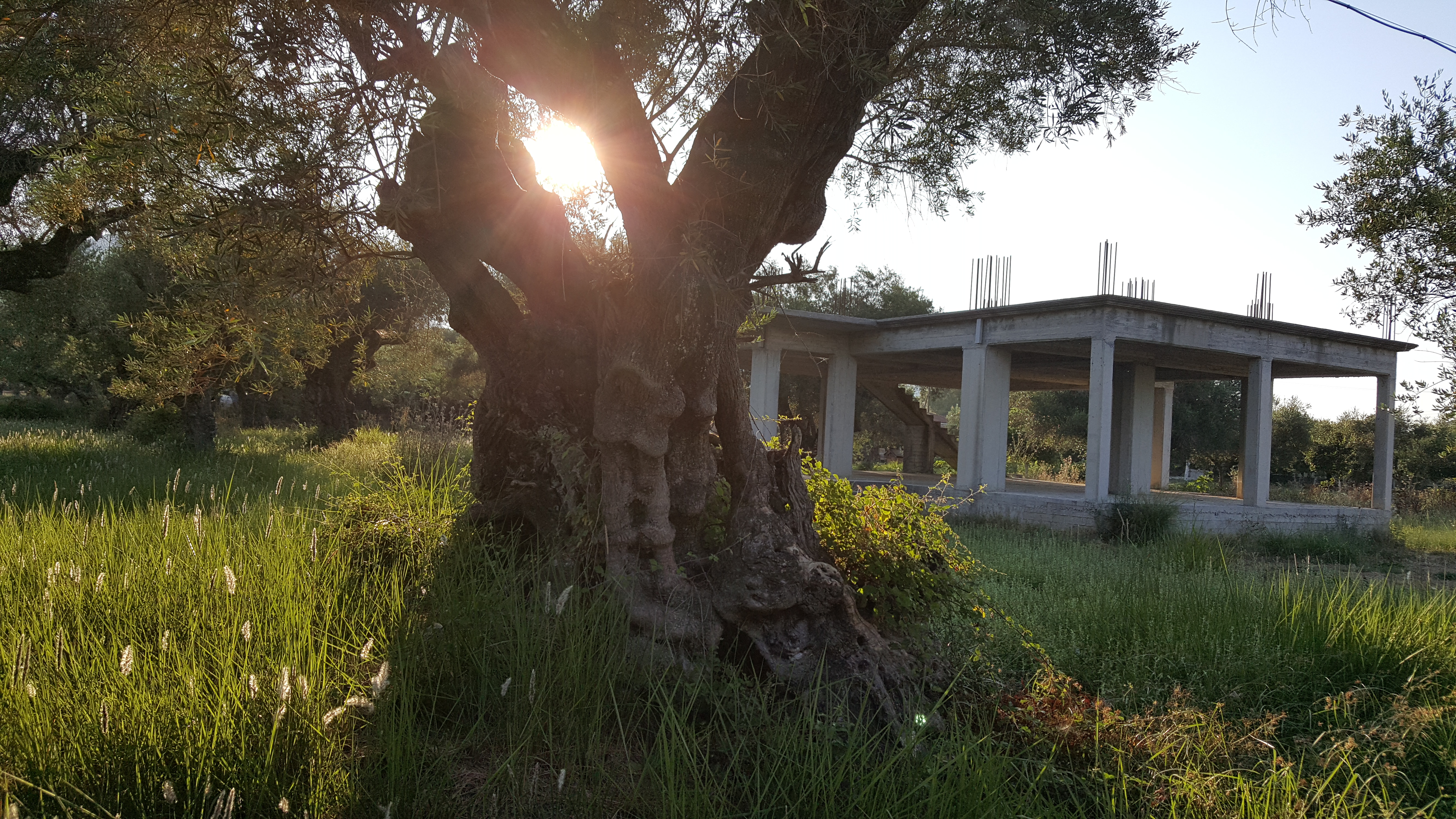 greek-architecture-in-nature