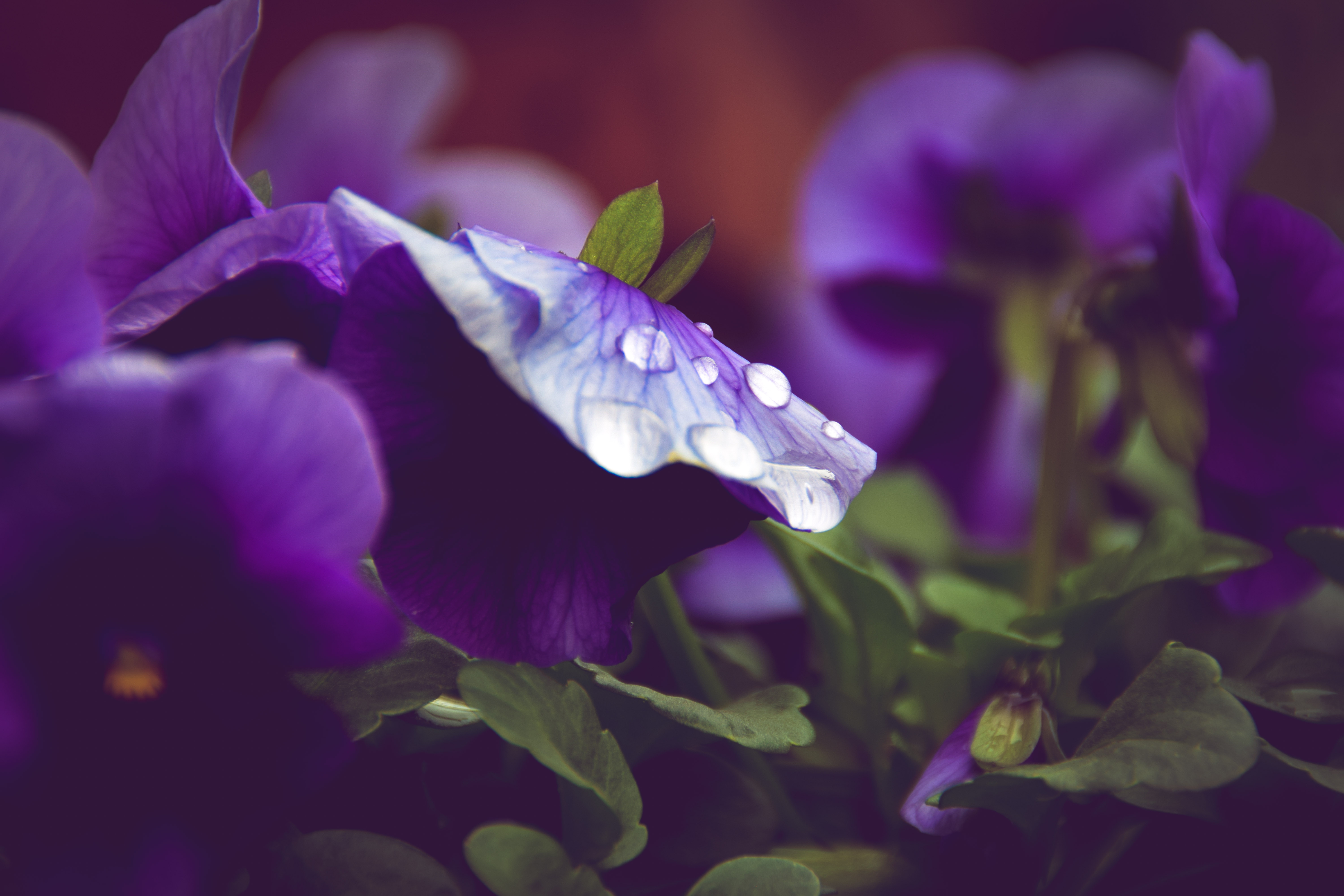 viooltje-met-druppels