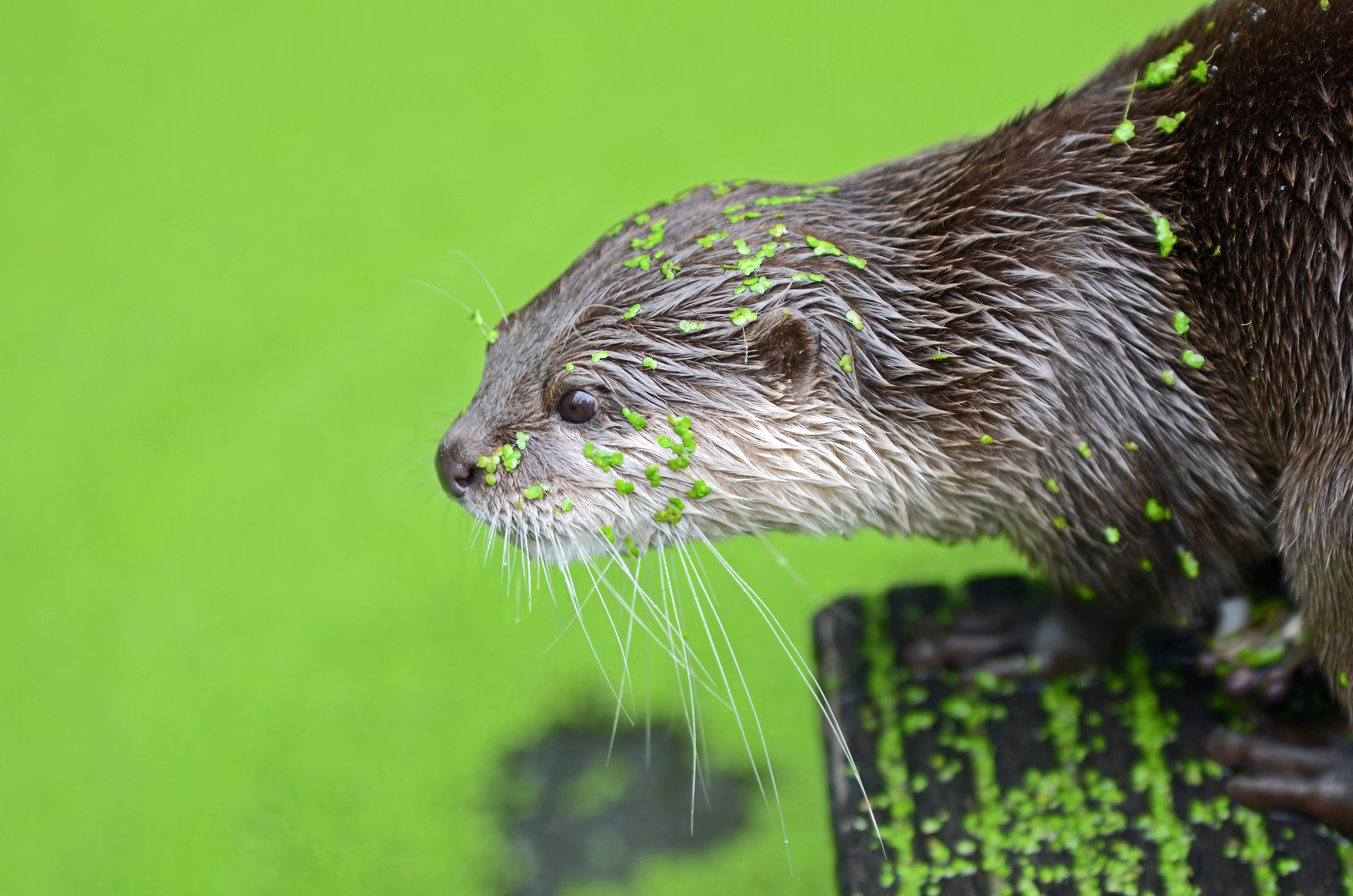 otter-in-green