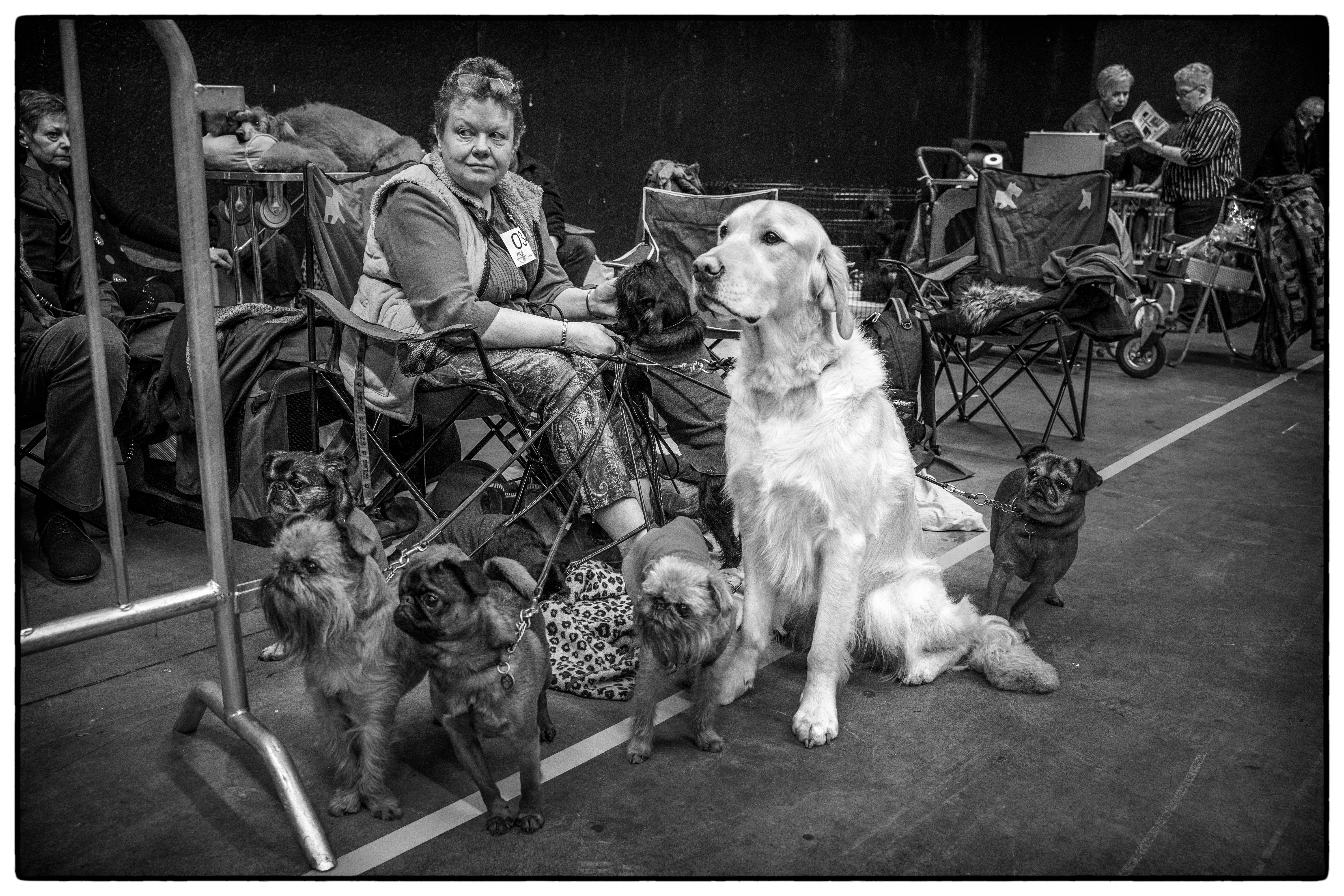 hondenshow-groningen-2020-0