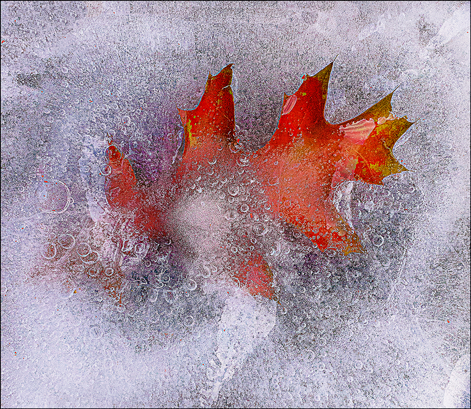 frozen-leaf
