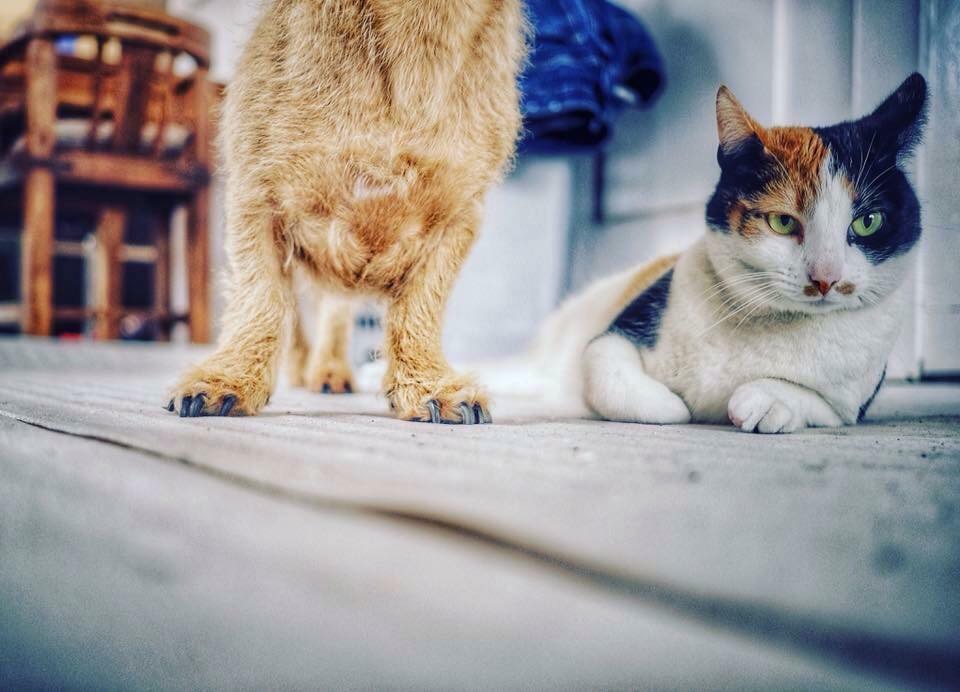 dotje-met-bert-de-teckel