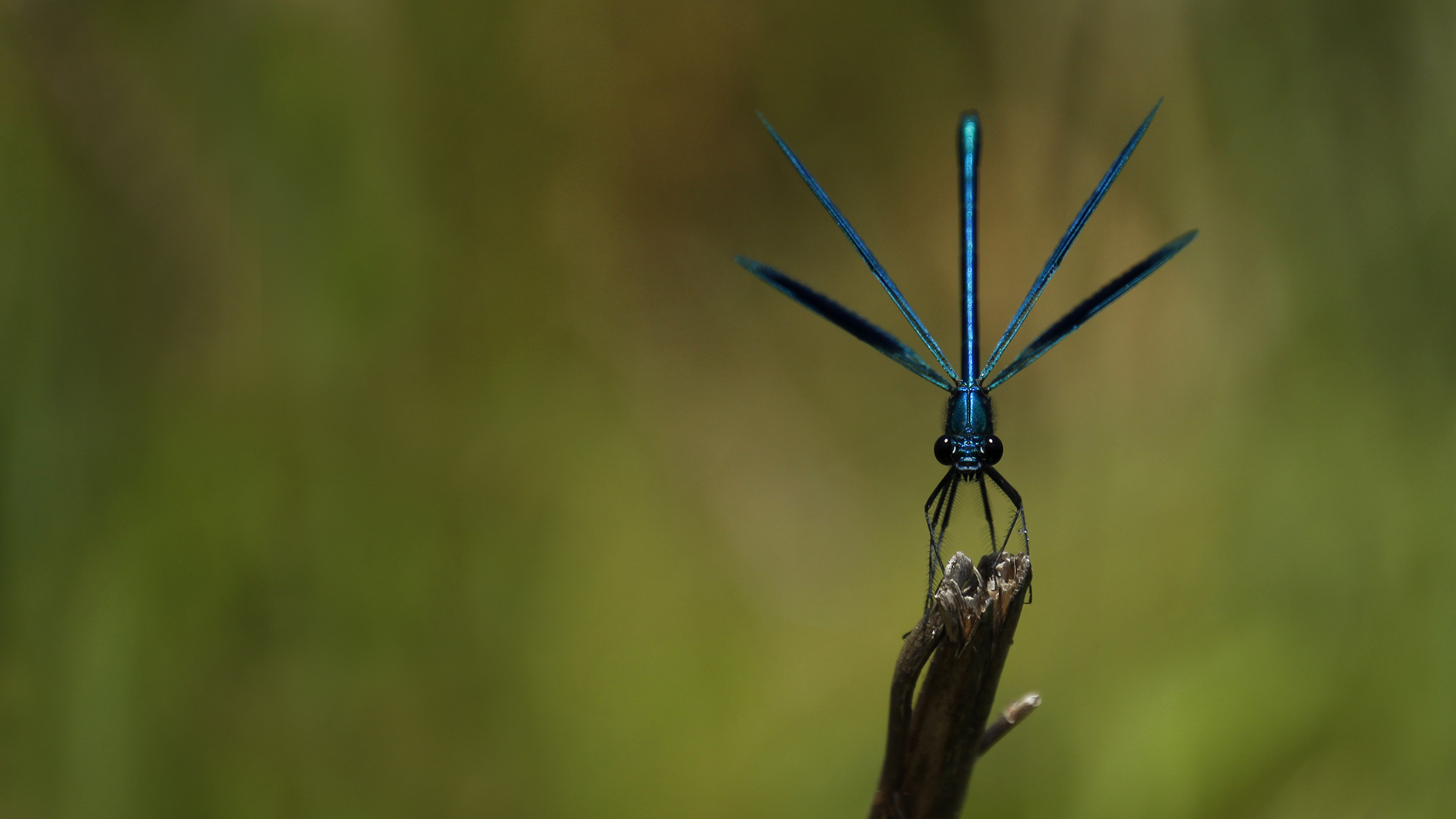 de-kunst-van-close-ups-3