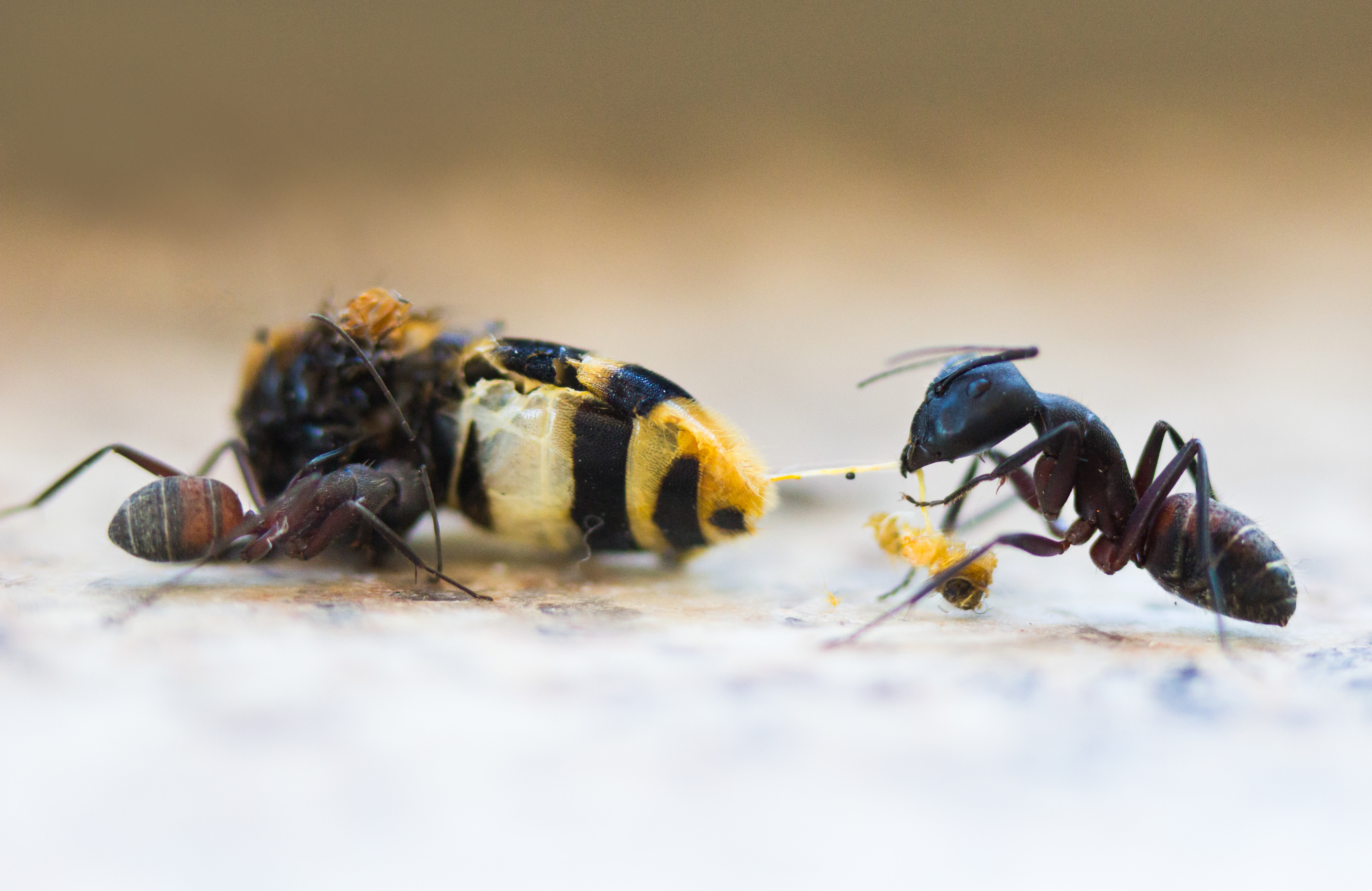 de-kunst-van-close-ups-5