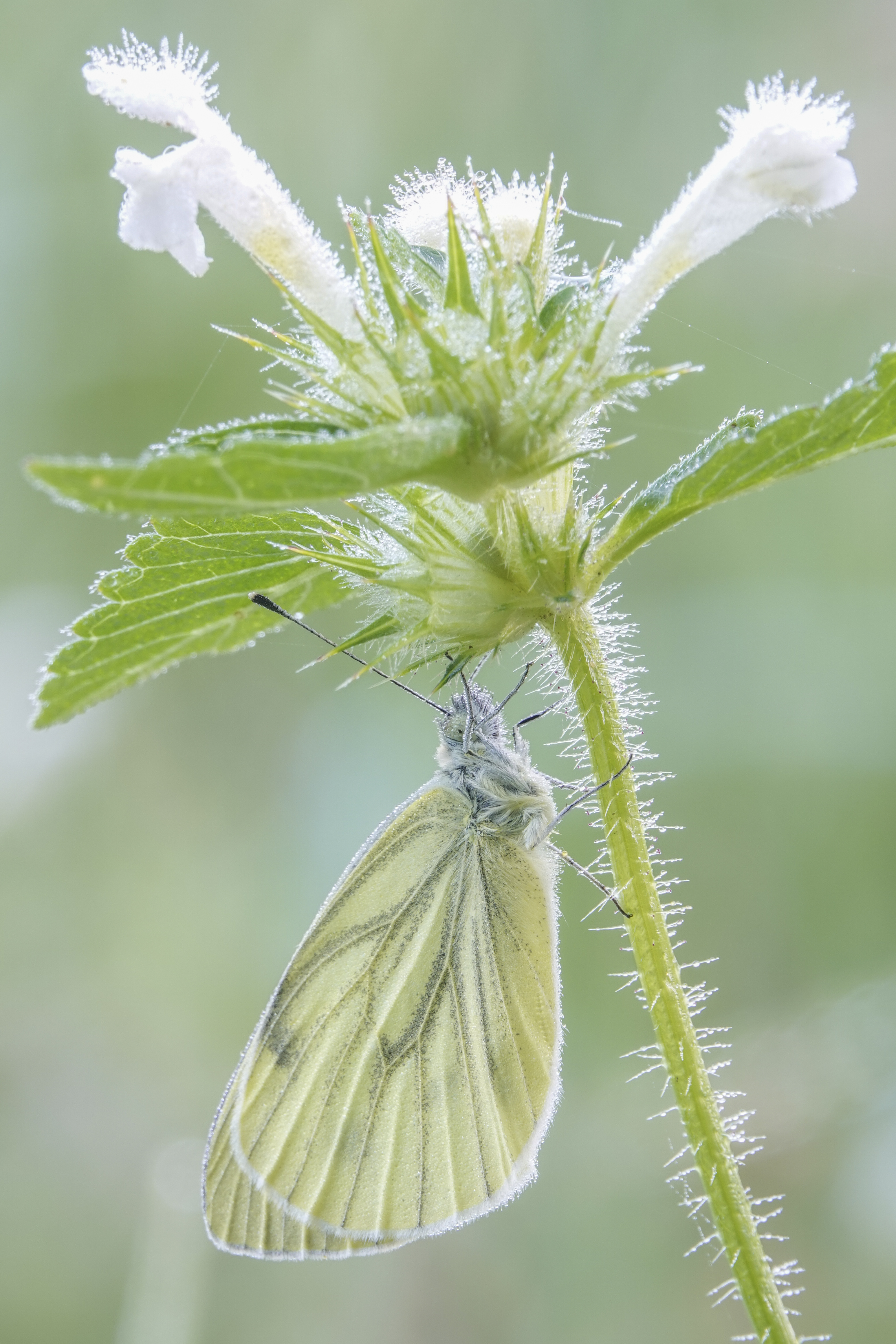 de-kunst-van-close-ups-11